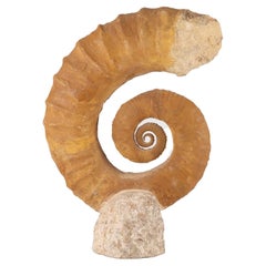 Large Open Coil Heteromorph Ammonite Fossil Specimen, France
