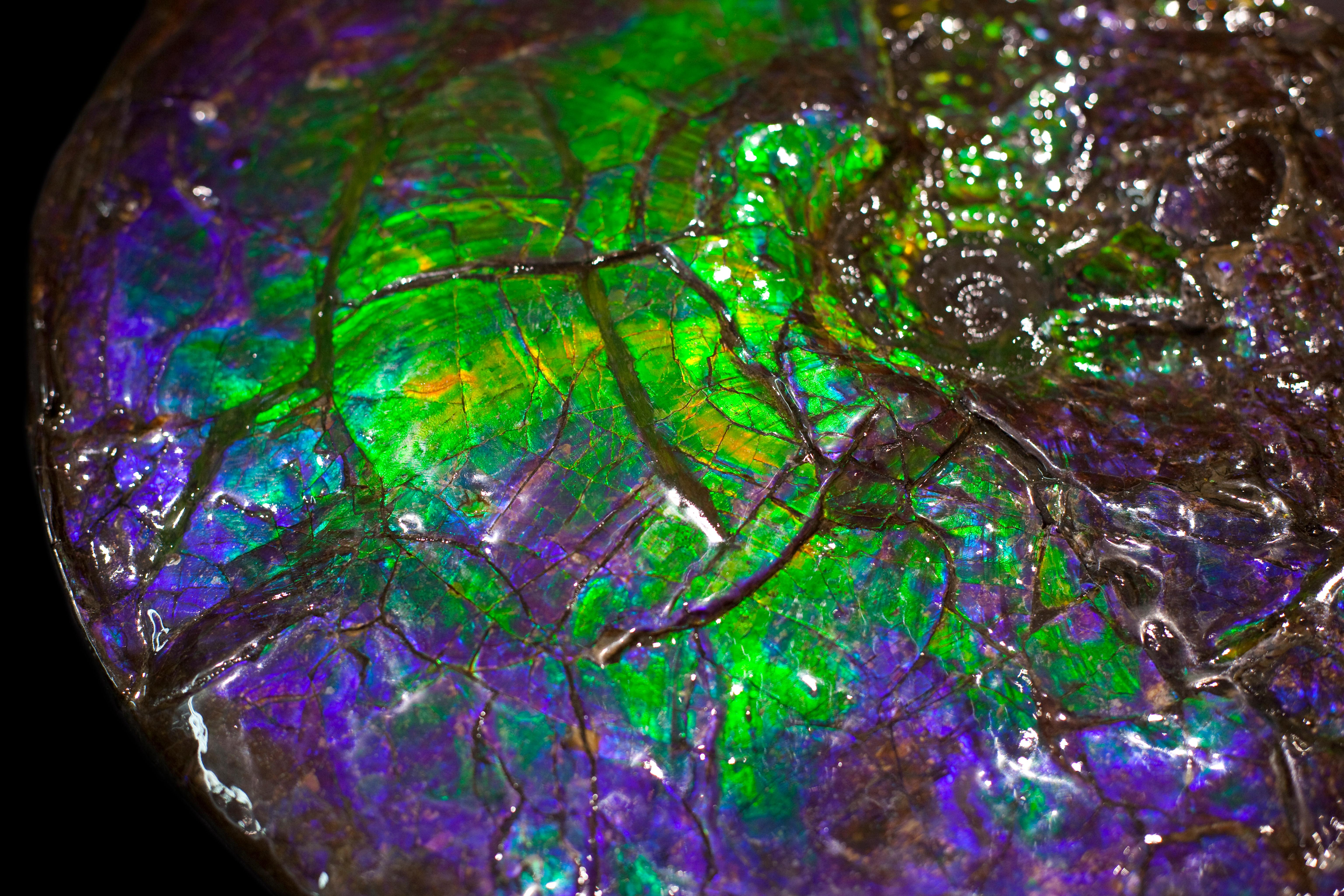 These Canadian Ammonites are amongst some of the most sought after fossils in the world. Known for their rarity and vibrant colors finding specimens of this scale are few and far between. The opal like iridescence on the outer shell is a gemstone