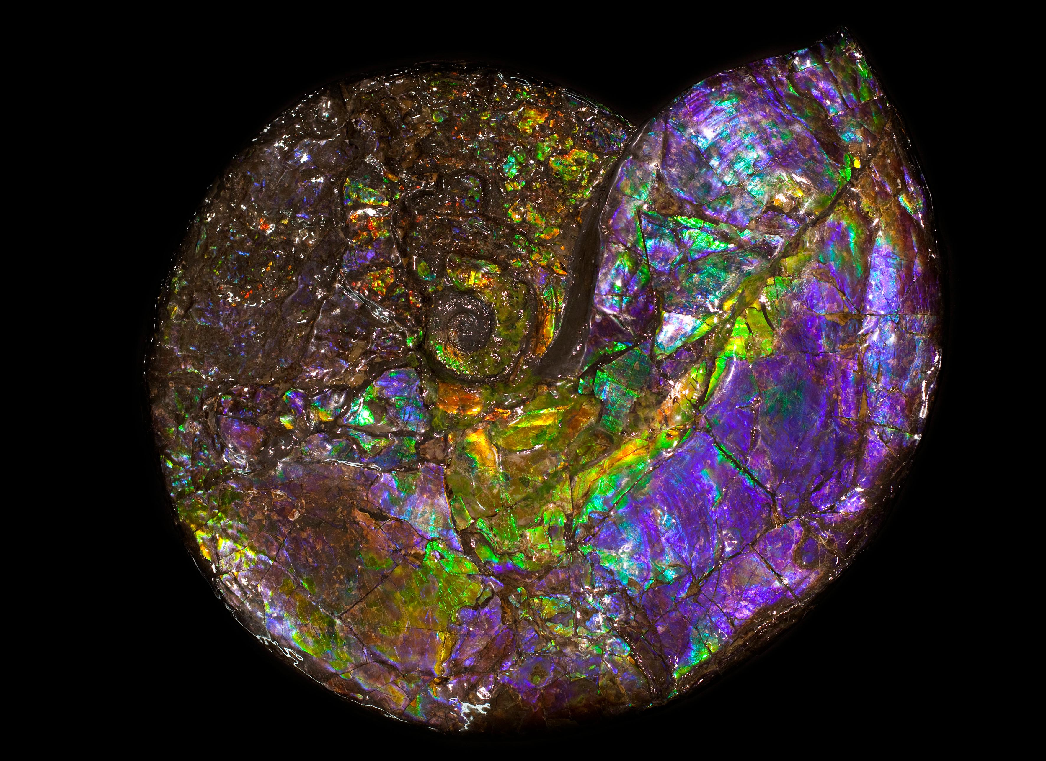 purple ammolite