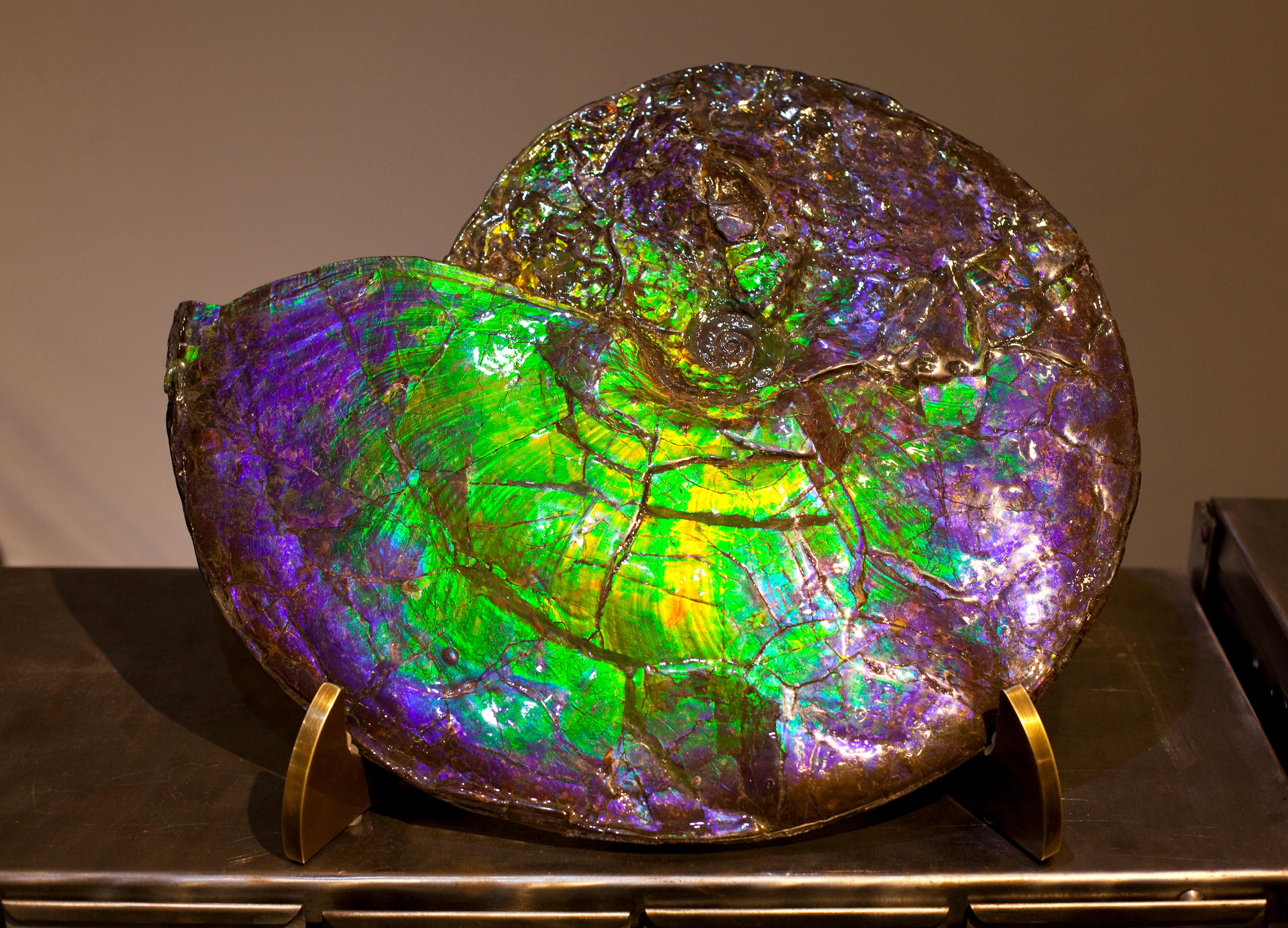 purple ammonite