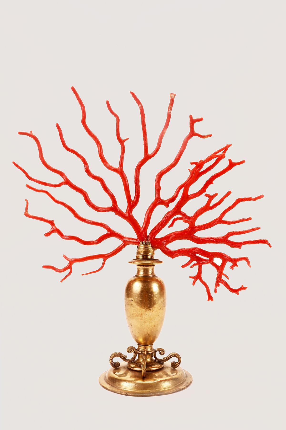 This large branch of Mediterranean coral, 'Corallium Rubrum' is mounted on a gilt bronze base. The creation of the amphora-shaped base involves various techniques: lost wax casting, mold casting, chiseling. The base is circular, with a ribbed edge,