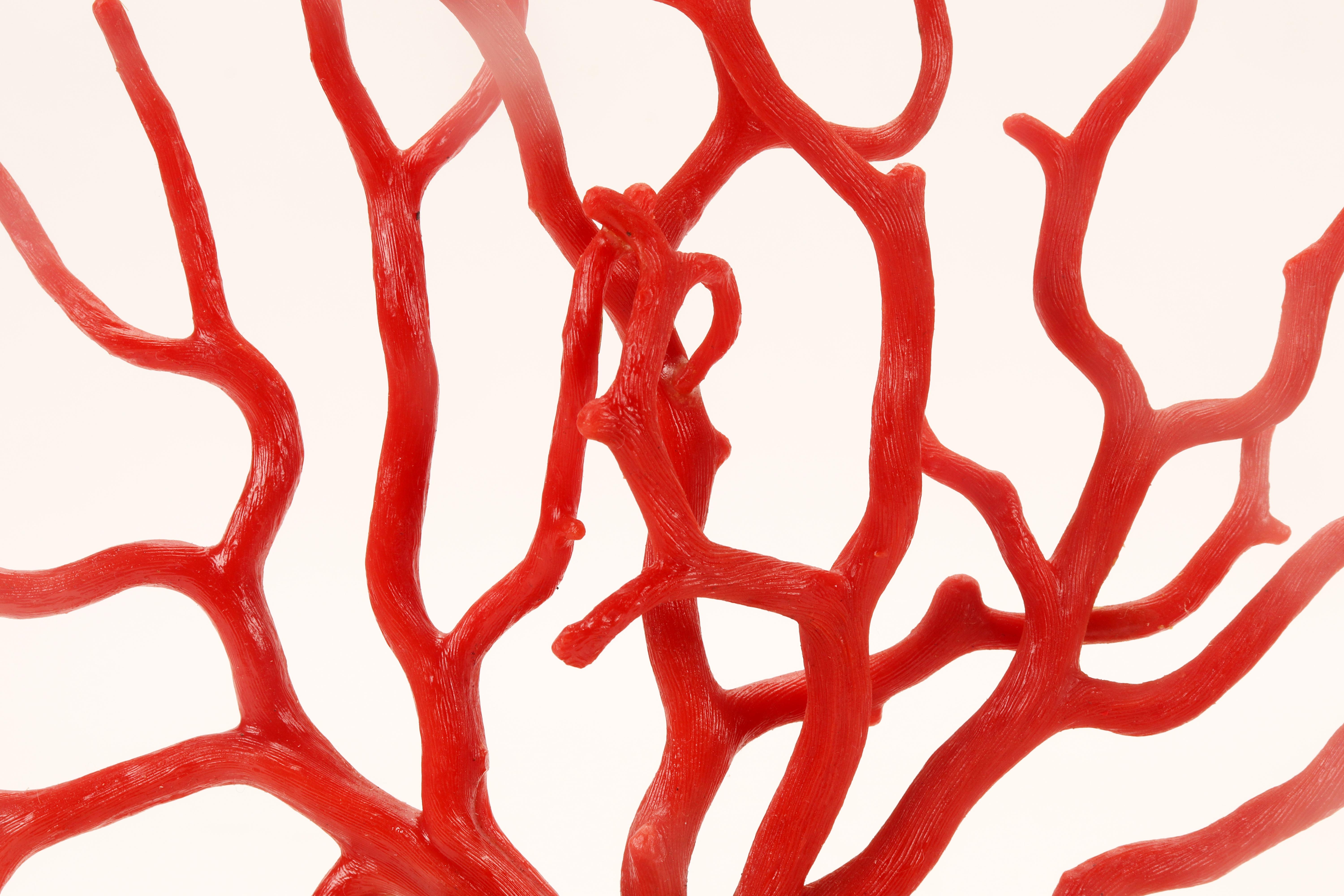 A large red coral branch from Wunderkammer, Italy 1870.  For Sale 4