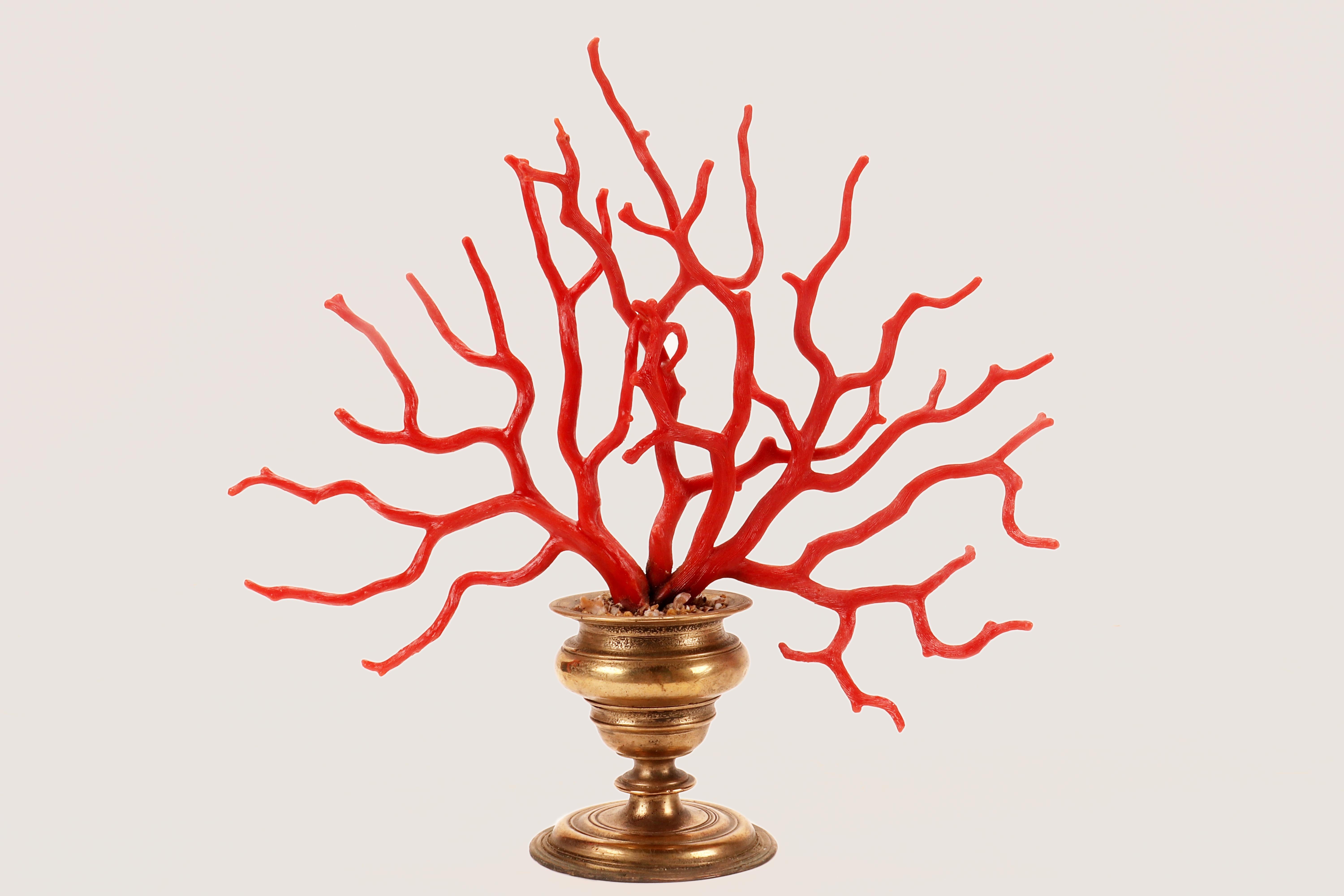 This large branch of Mediterranean coral, 'Corallium Rubrum' is mounted on a gilt bronze base. The creation of the vase-shaped base involves various techniques: lost wax casting, mold casting, chiseling. The base is circular, with a ribbed edge, and