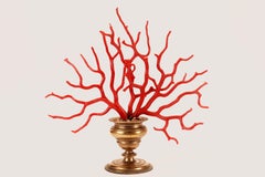 A large red coral branch from Wunderkammer, Italy 1870.