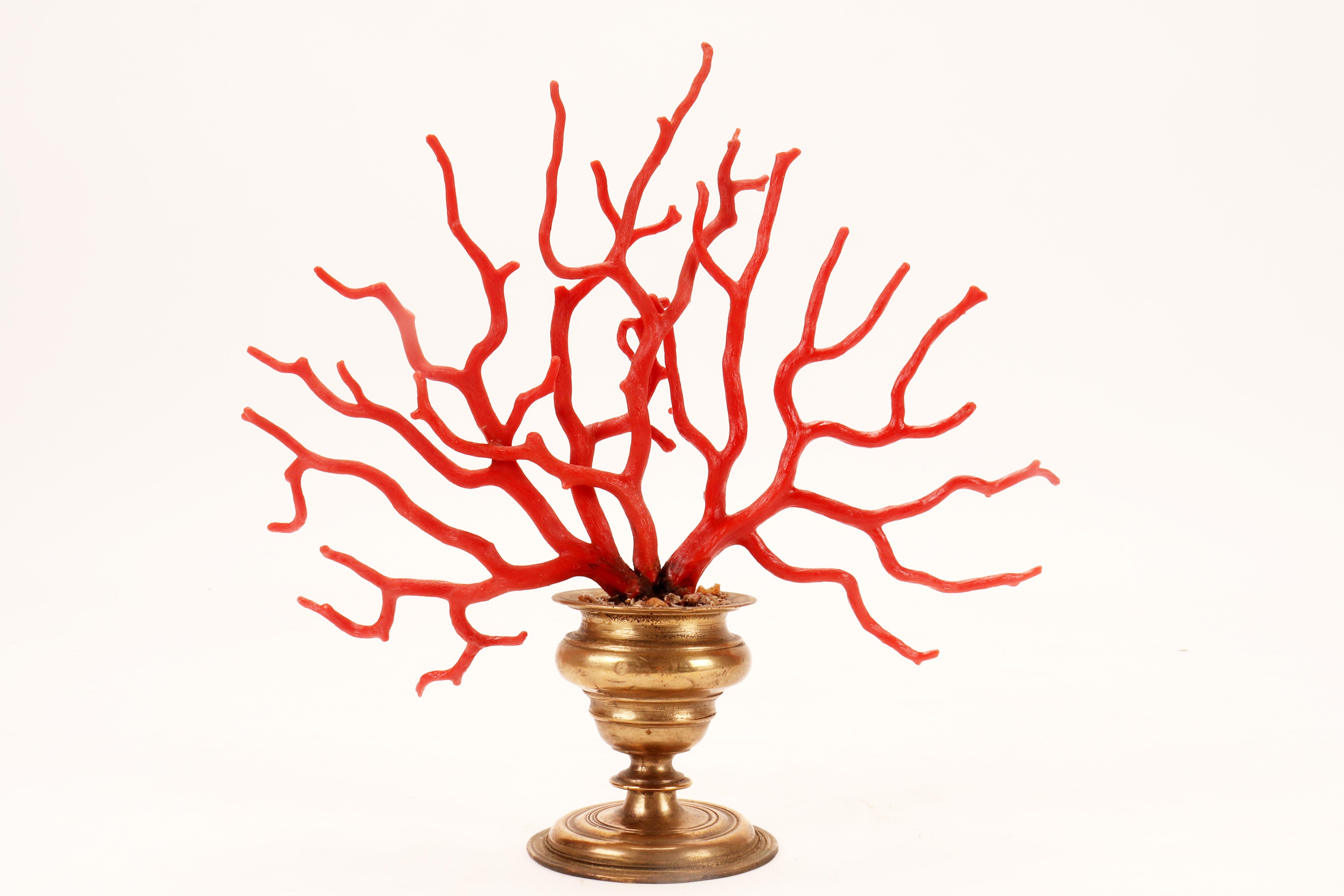 A large red coral branch from Wunderkammer, Italy 1870.  In Good Condition For Sale In Milan, IT