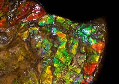 Large Red & Green Iridescent Ammonite from Canada