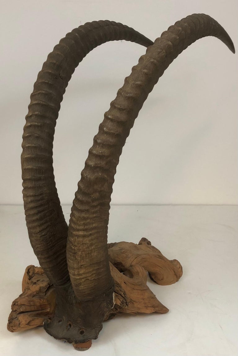 Large Sable Antelope Trophy Mount Set on a Driftwood Base For Sale at