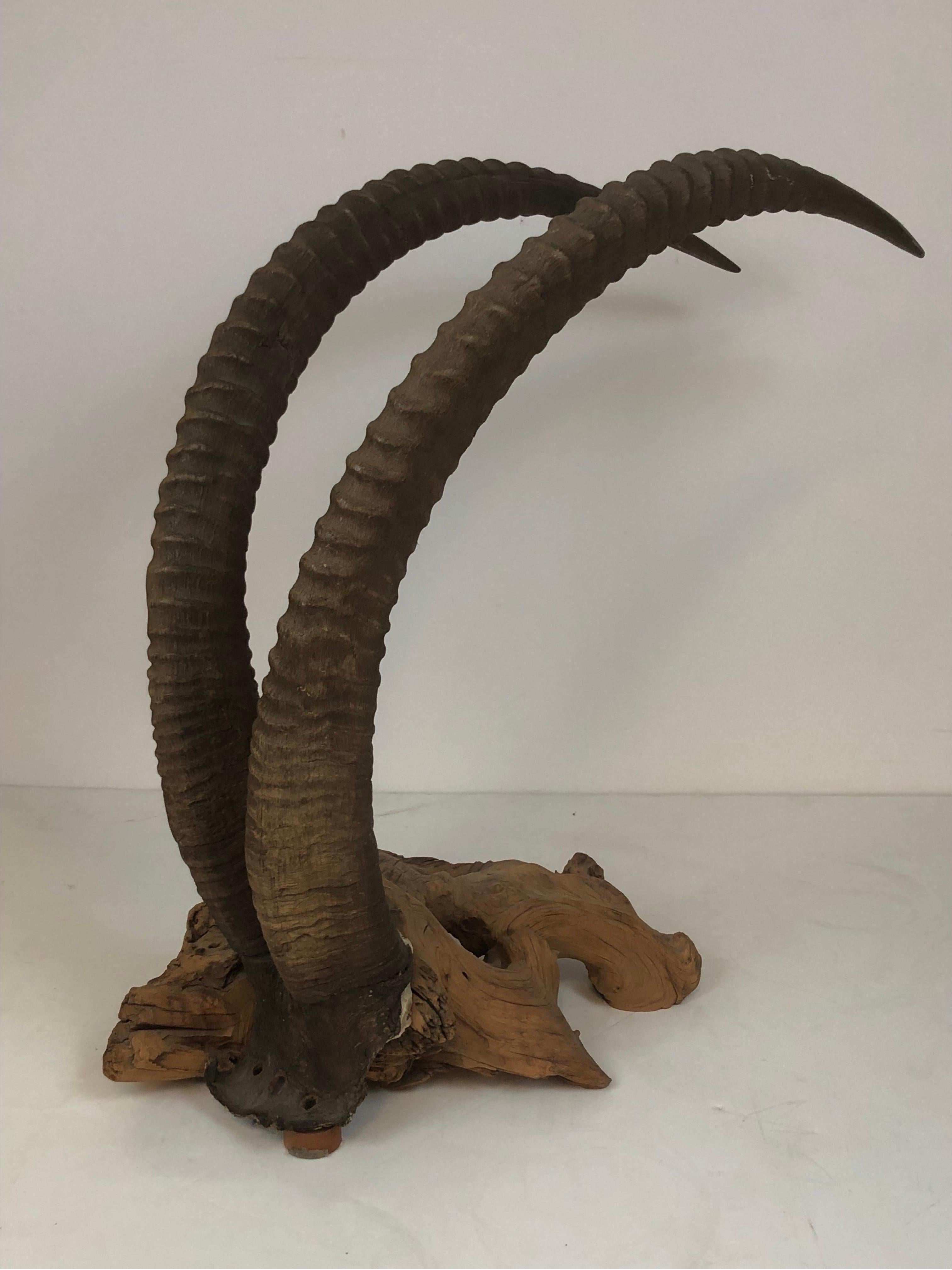 An exceptionally large Sable Antelope trophy mount with 50” long horns of composed of horn on a tiny section of skull set onto a driftwood freestanding base. 

Bought in the 1970’s by eclectic Hollywood pawnshop Brothers Collateral and placed