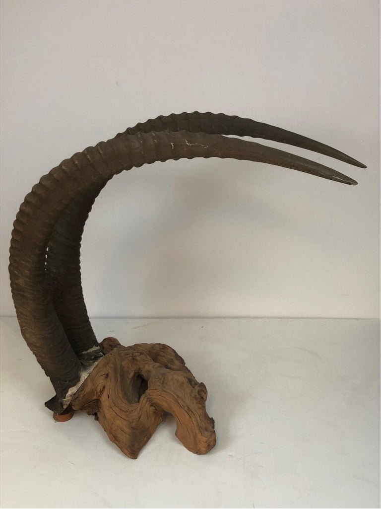 Large Sable Antelope Trophy Mount Set on a Driftwood Base For Sale at