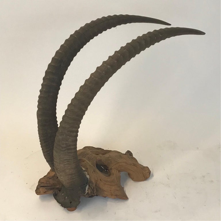 Large Sable Antelope Trophy Mount Set on a Driftwood Base For Sale at