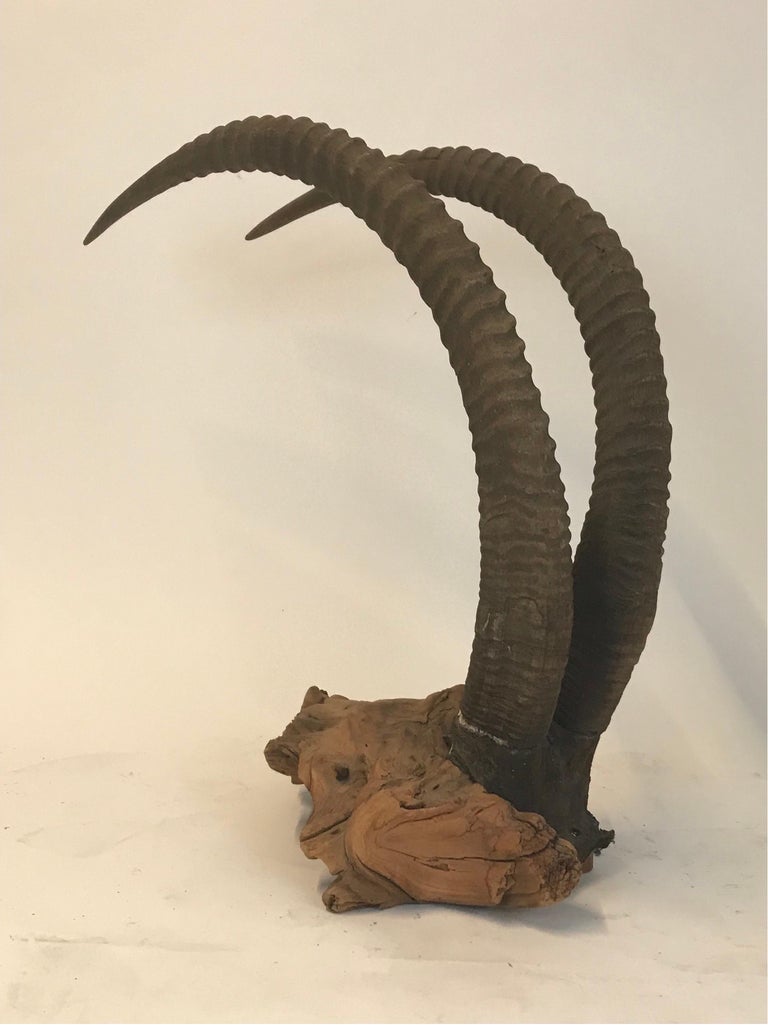 Large Sable Antelope Trophy Mount Set on a Driftwood Base For Sale at