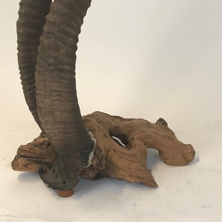 Large Sable Antelope Trophy Mount Set on a Driftwood Base For Sale at