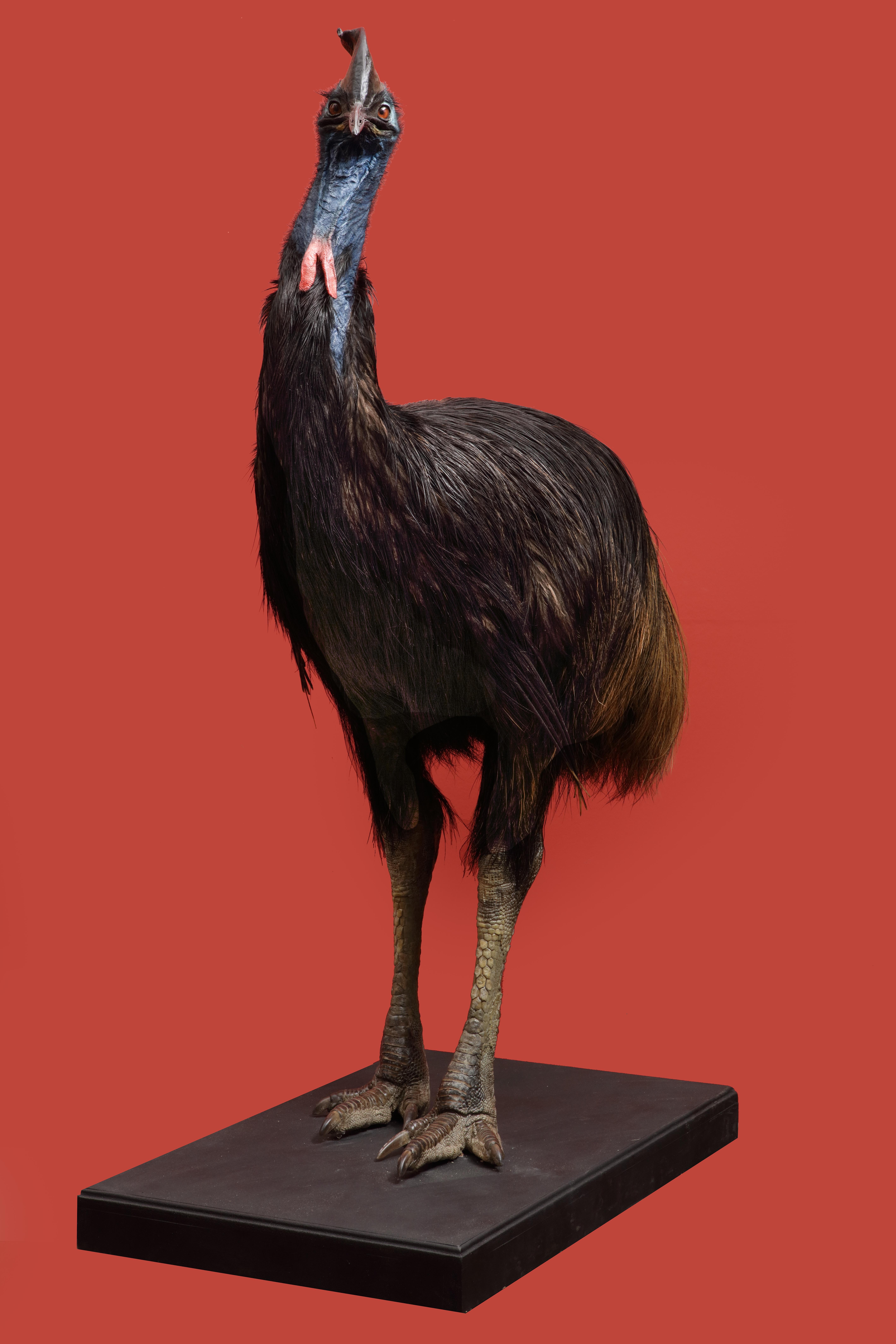 The Netherlands, 21st century, died of natural cause in a European zoo

H. 141 cm

Endemic to North-east Australia and Papua-Guinea, the Cassowary is regarded as the most dangerous bird in the world. In extremely urbanised areas where Cassowaries