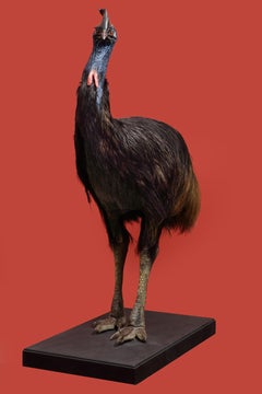 A large taxidermy Southern cassowary (Casuarius casuarius)