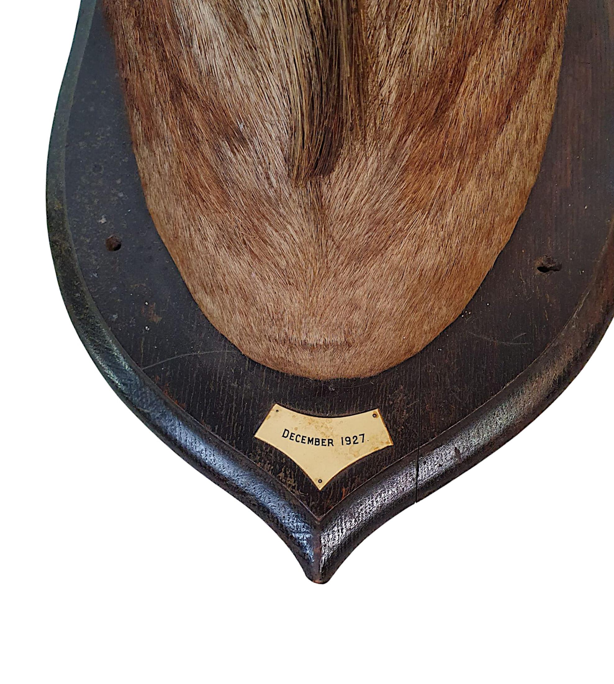 Large Taxidermy Wilderbeast Head on Oak Plaque, Dated 1927 In Good Condition In Dublin, IE