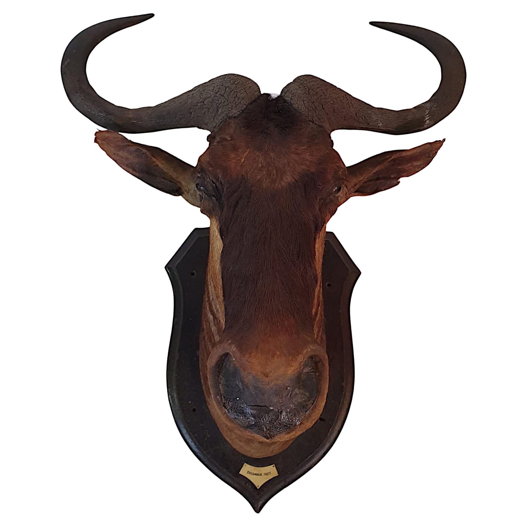Large Taxidermy Wilderbeast Head on Oak Plaque, Dated 1927 For Sale at  1stDibs