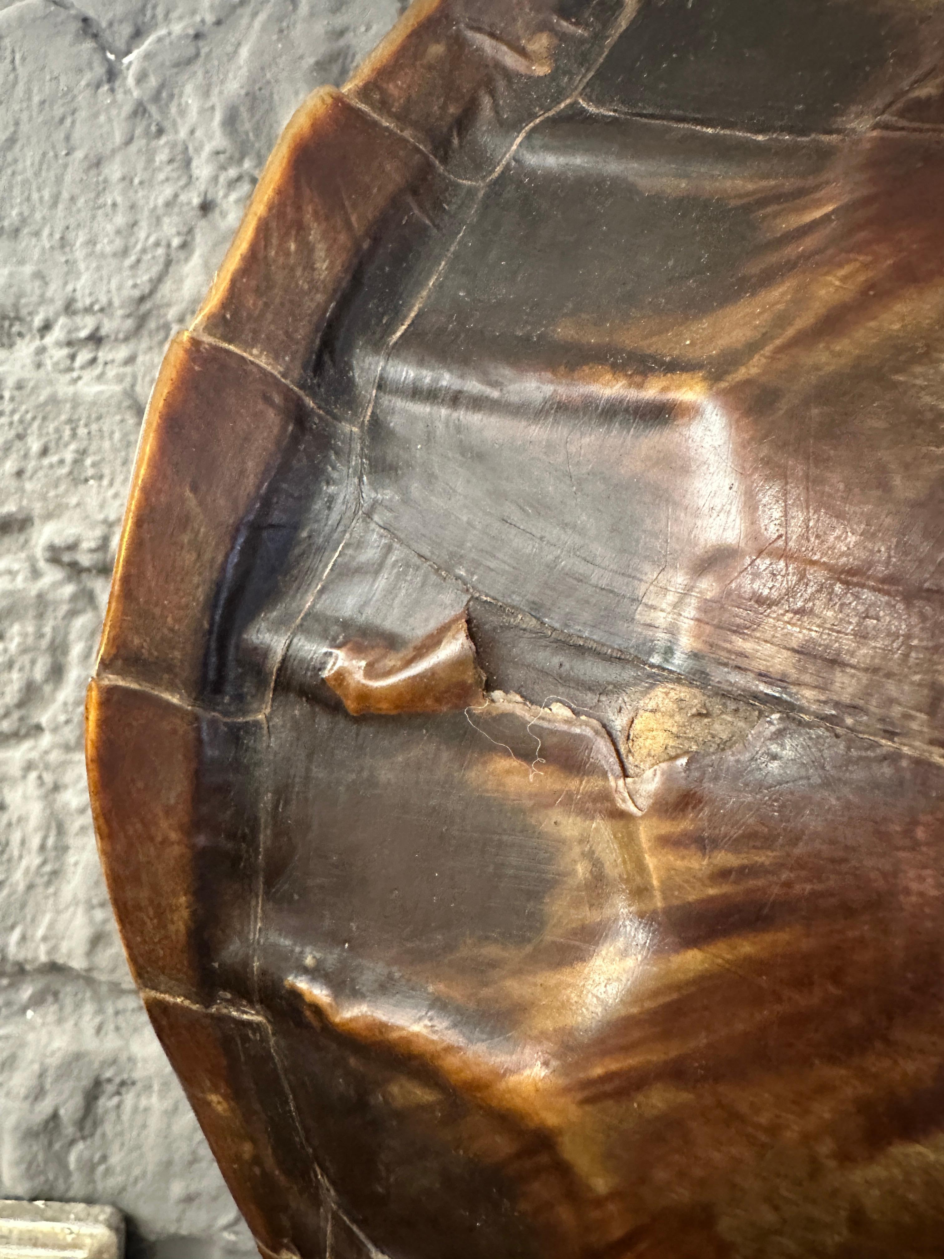 A large Tortoise Shell And Brass Table Lamp For Sale 6