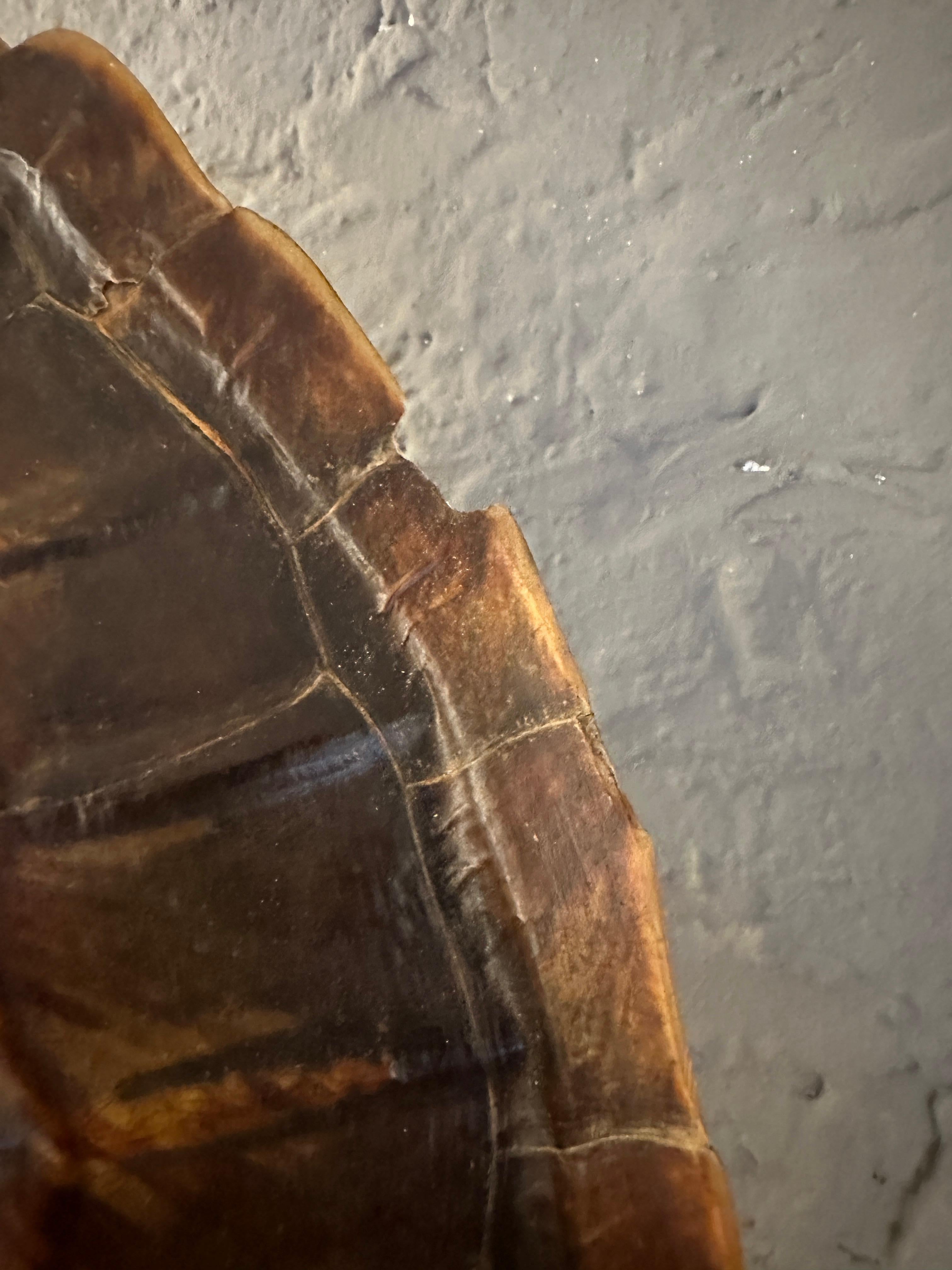 A large Tortoise Shell And Brass Table Lamp For Sale 7