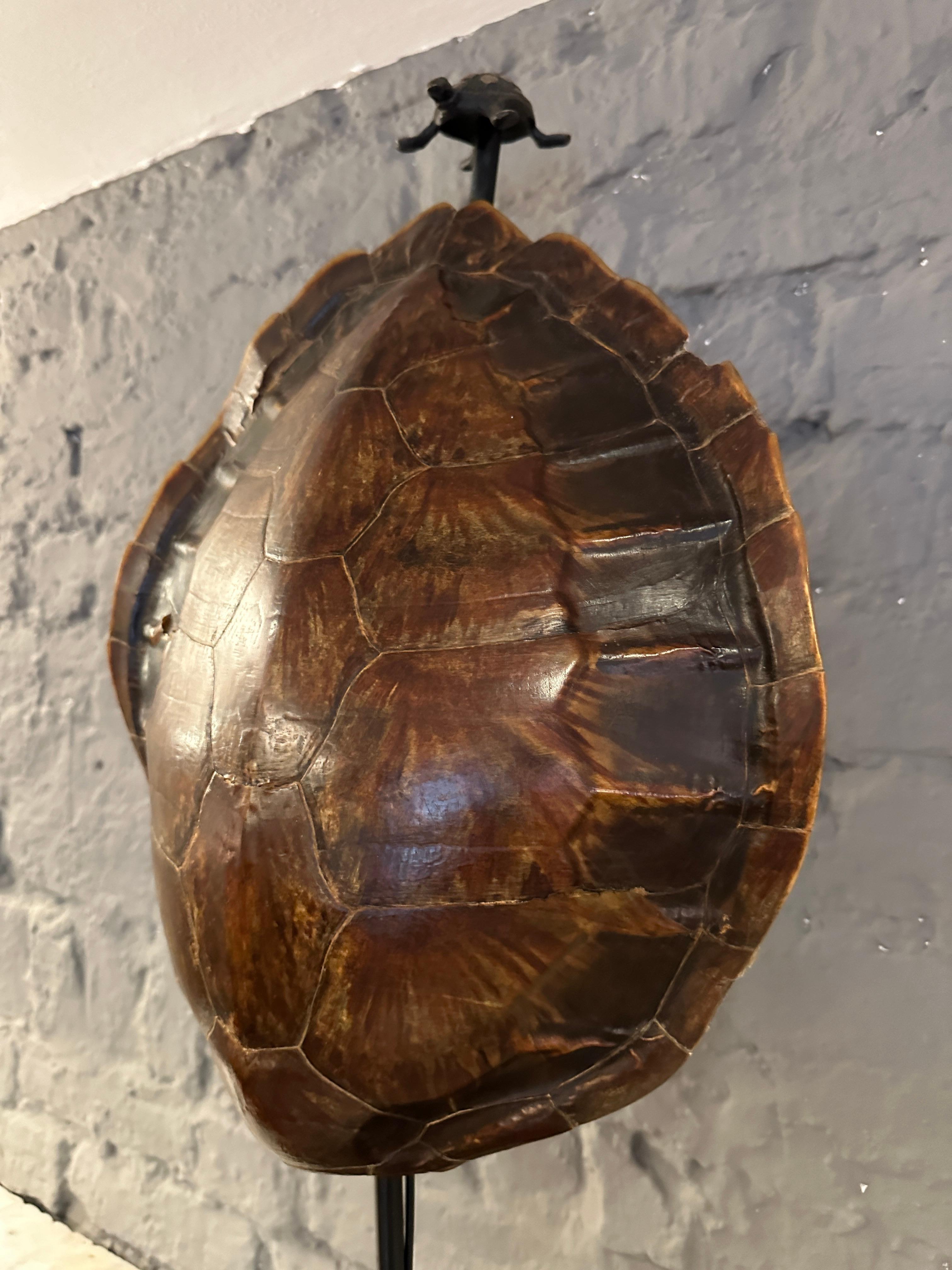 A very tall table lamp with tortoise shell shade. The stepped base of polished stone adorned with a brass Tortoise which supports the shell shade a topped again with a smaller brass Tortoise. 