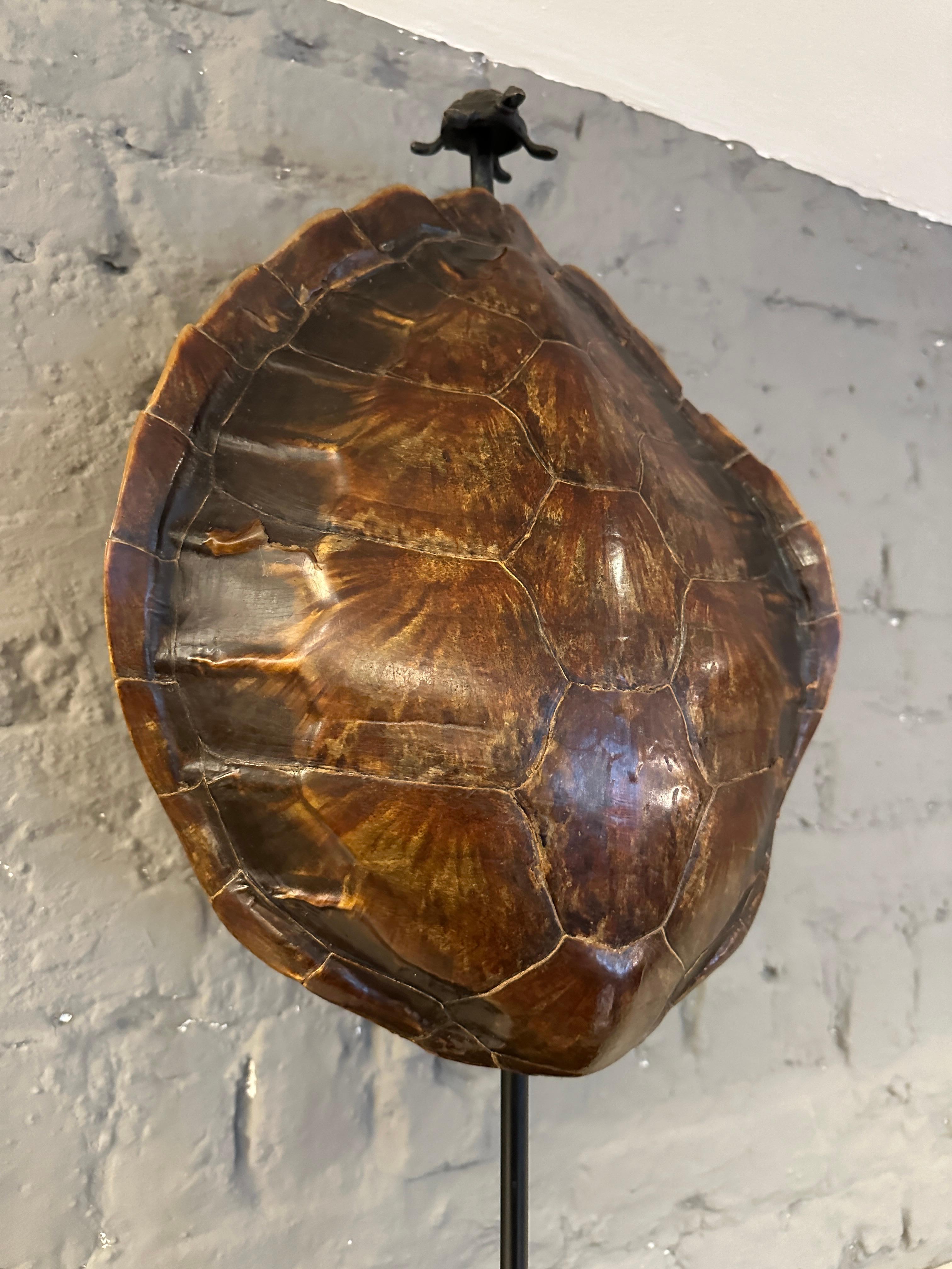 French A large Tortoise Shell And Brass Table Lamp For Sale