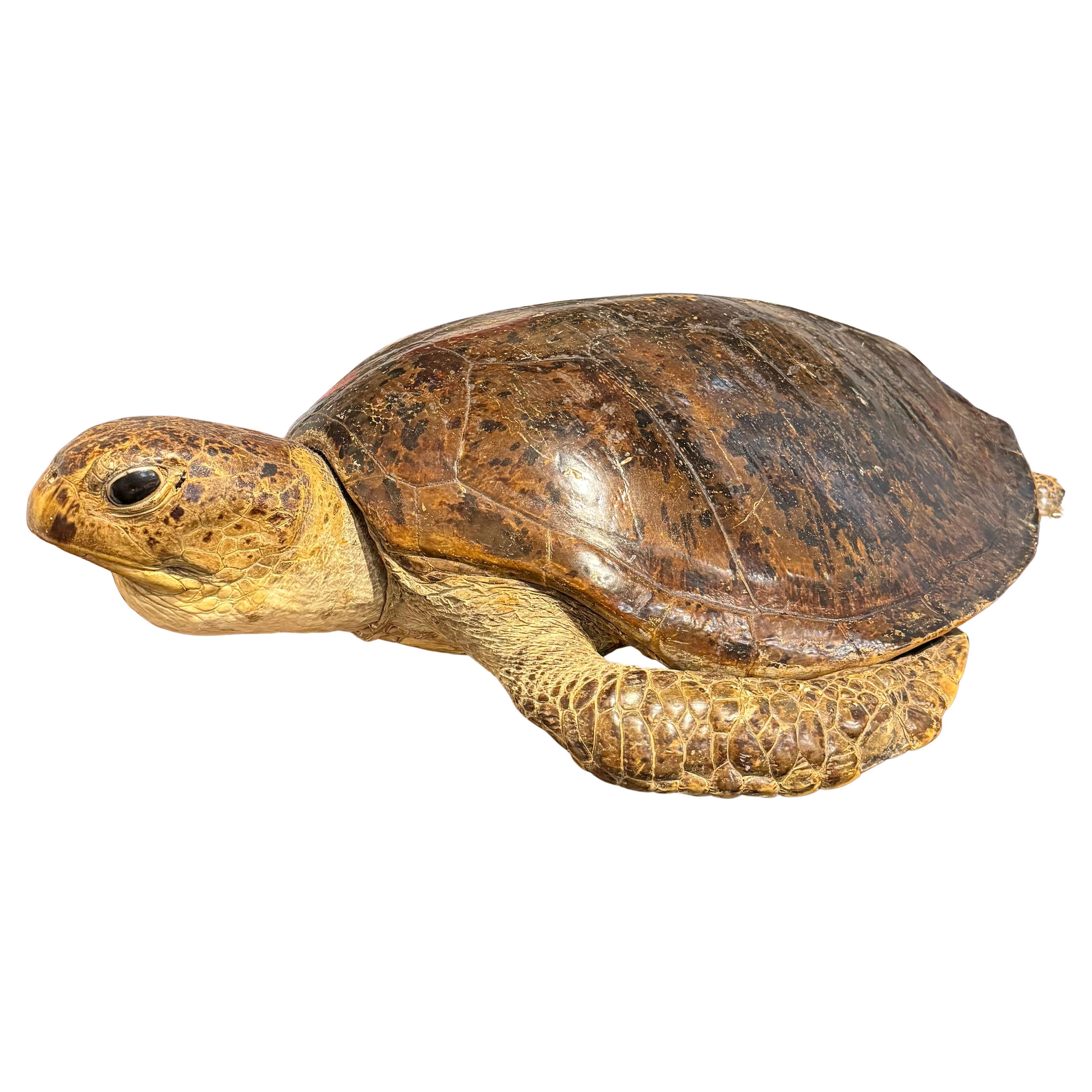 A Large Vintage Taxidermy Green Sea Turtle