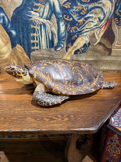 A Large Vintage Taxidermy Hawksbill Sea Turtle from Australia, 1970s