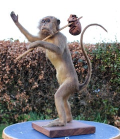 Late 19th Century Humorous Taxidermy Spider Monkey