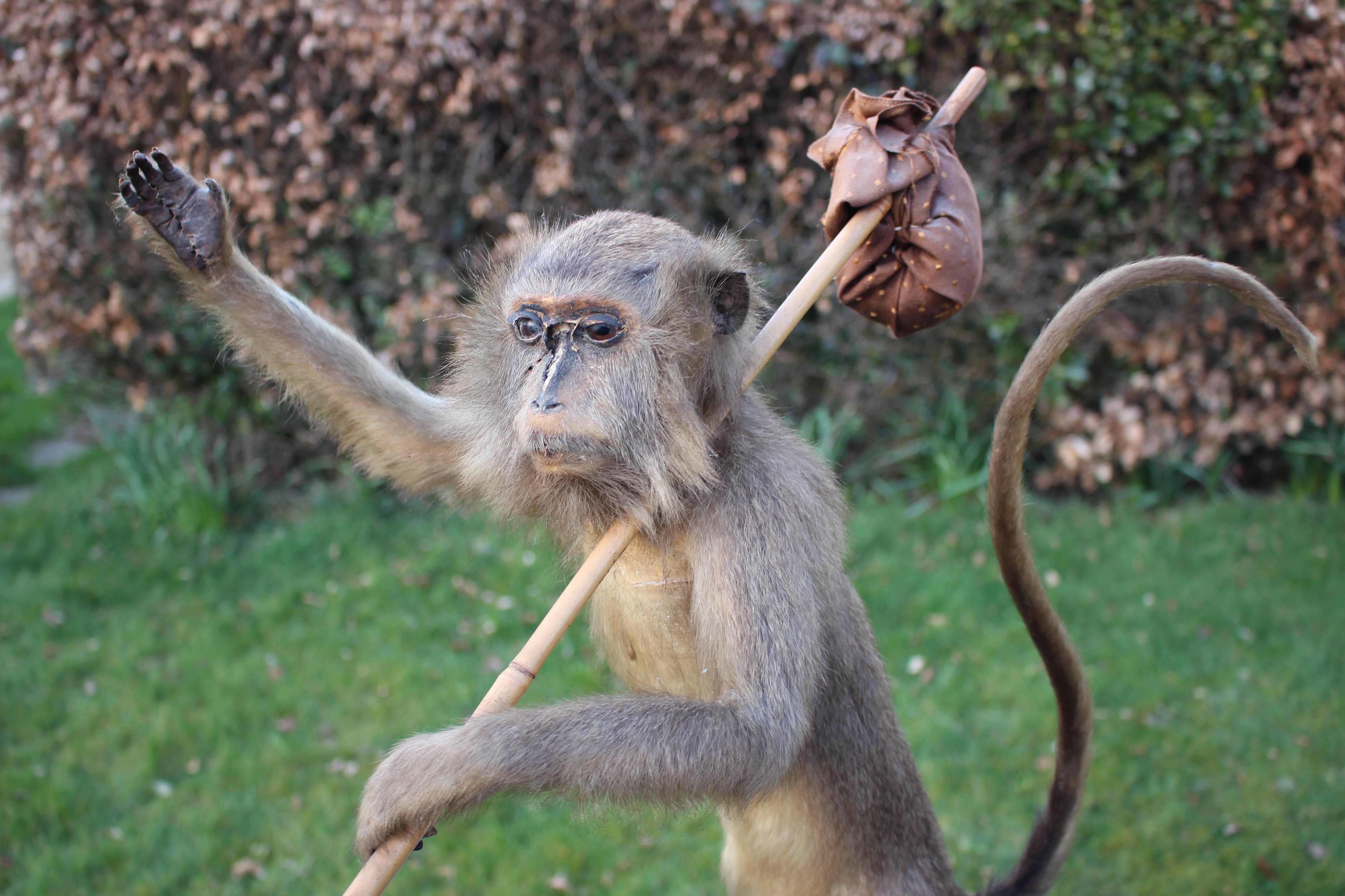 spider monkey sale