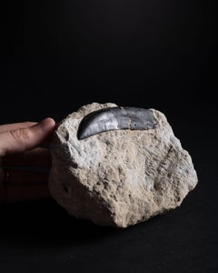 A Late Jurassic Allosaurus Tooth in Matrix