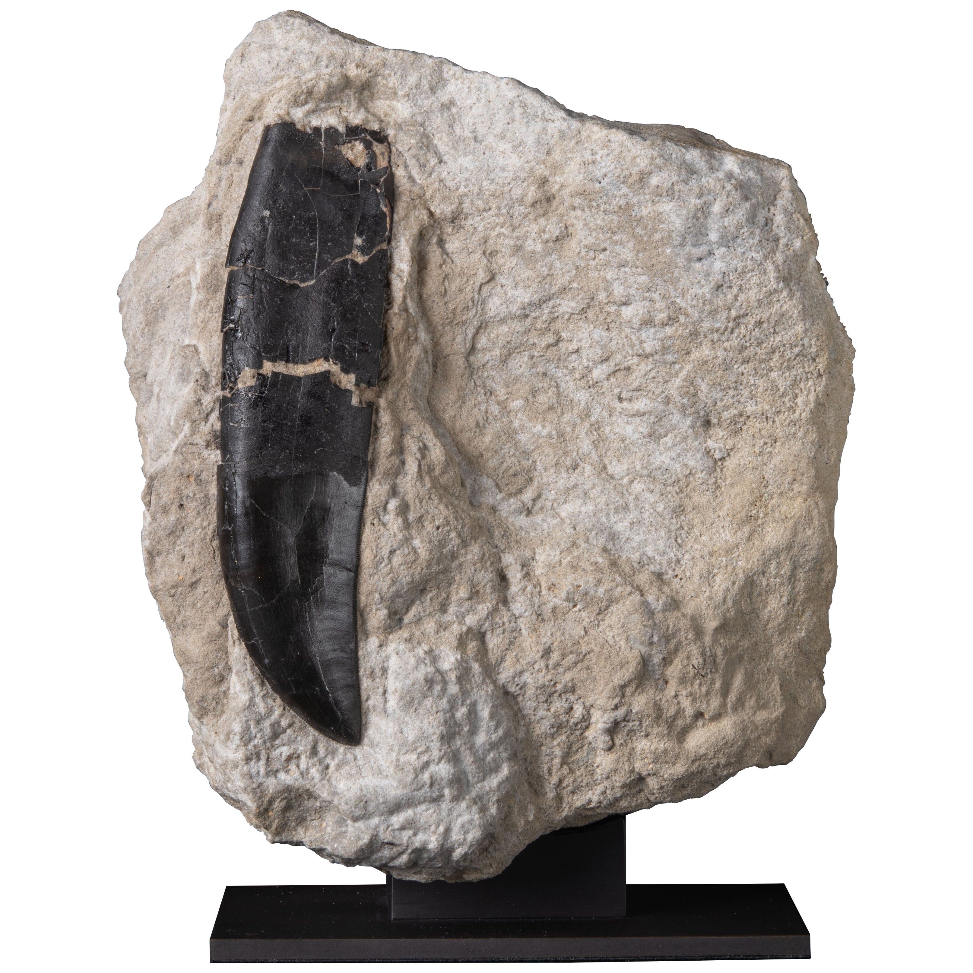 A Late Jurassic Allosaurus Tooth in Matrix For Sale