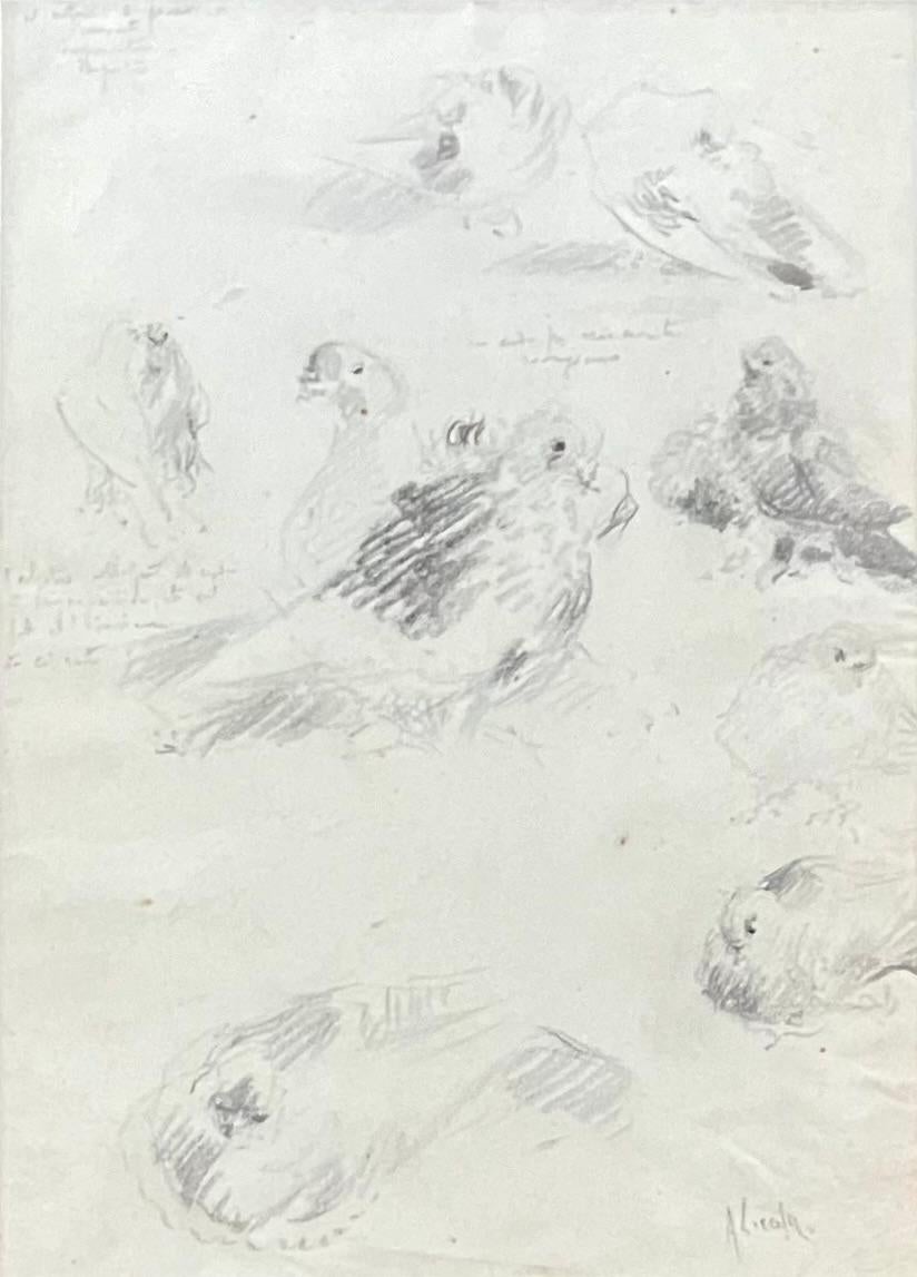 A.	Licola. Italian Dove Sketches. Charming annotated studies of Italian doves/pigeons newly framed. Italy, 20th Century. 
Dimensions: 13.5