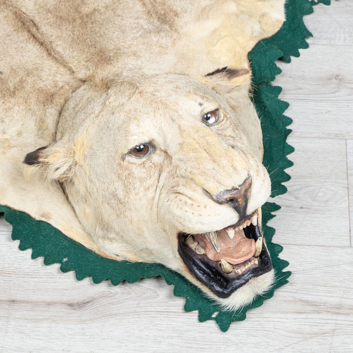A well prepared taxidermy study of a lion by the renowned taxidermists Edward Gerrard and Sons, London, circa 1920.

Edward Gerrard & sons, in existence circa 1850-1967, was founded by Edward Gerrard (1810-1910) while employed as an attendant at