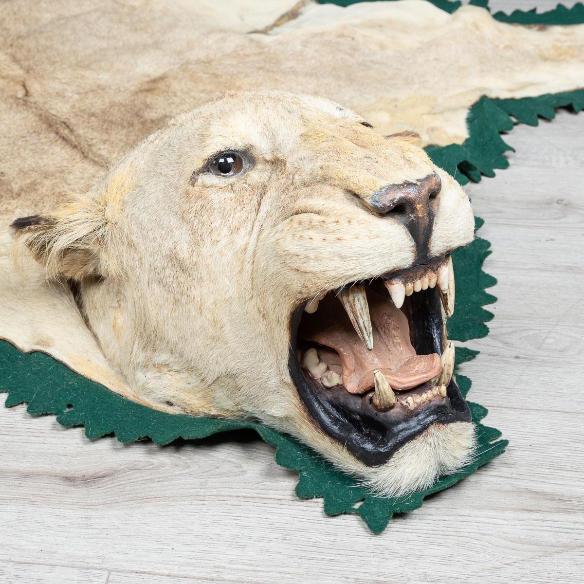 lion skin rug for sale