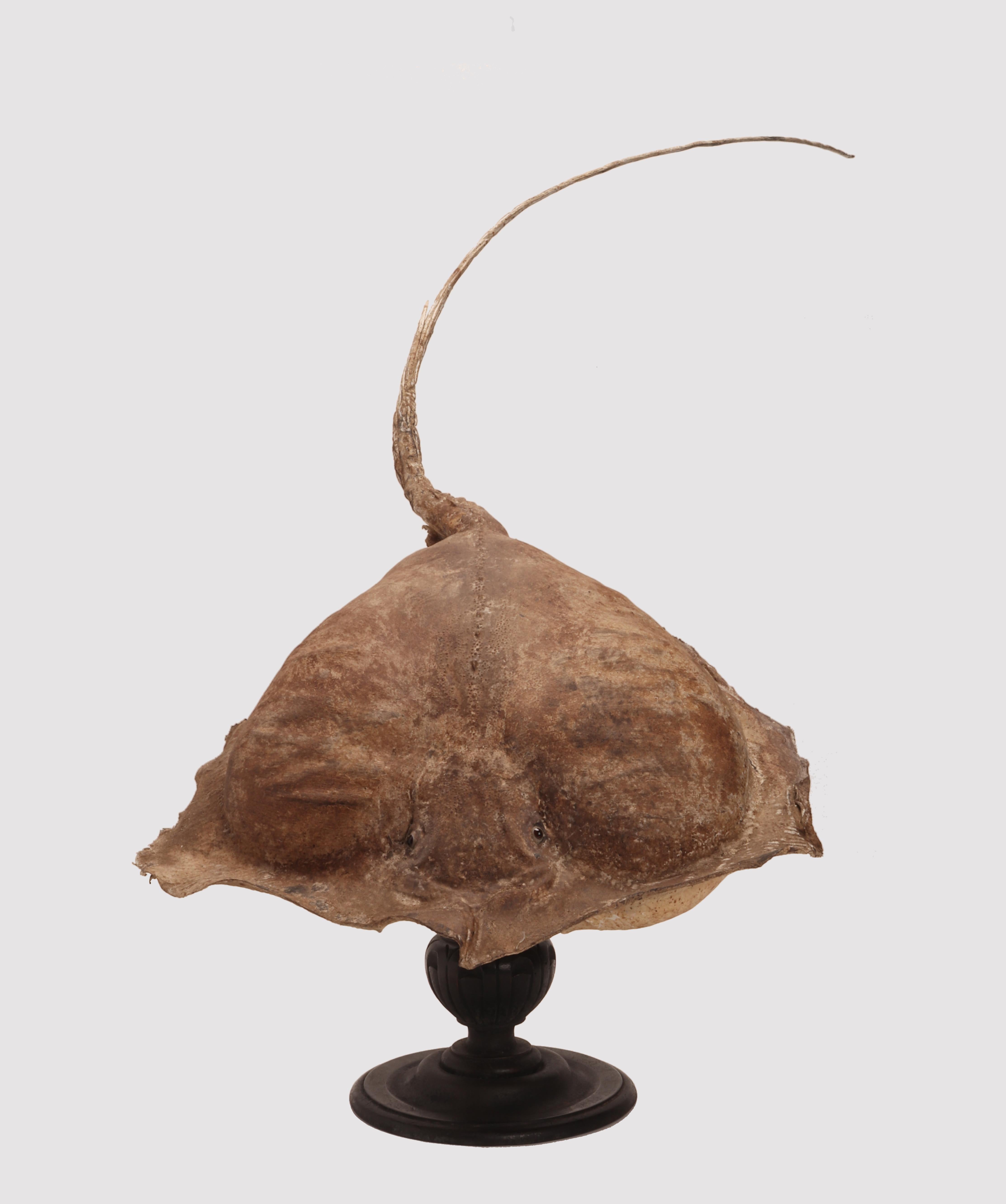 Präpariertes marines Natur-Wunderkammer-Exemplar, einbalsamierter Stechrochen (Raja Clavata). Das Exemplar ist ausgestopft und auf einem Sockel montiert, der sich um 360 Grad um seine eigene Achse dreht und mit einem zweiflügeligen Messingscharnier