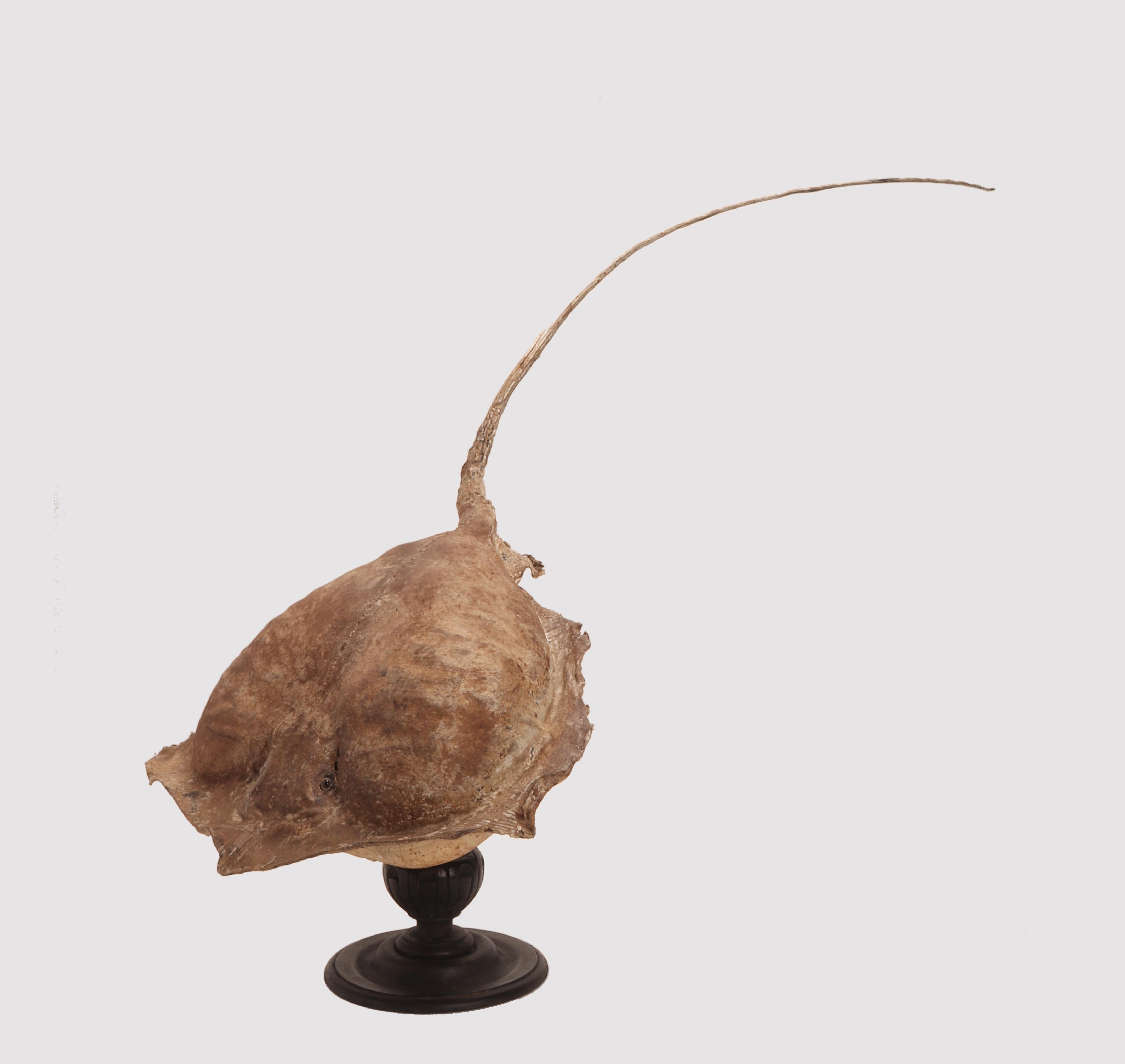 taxidermy stingray