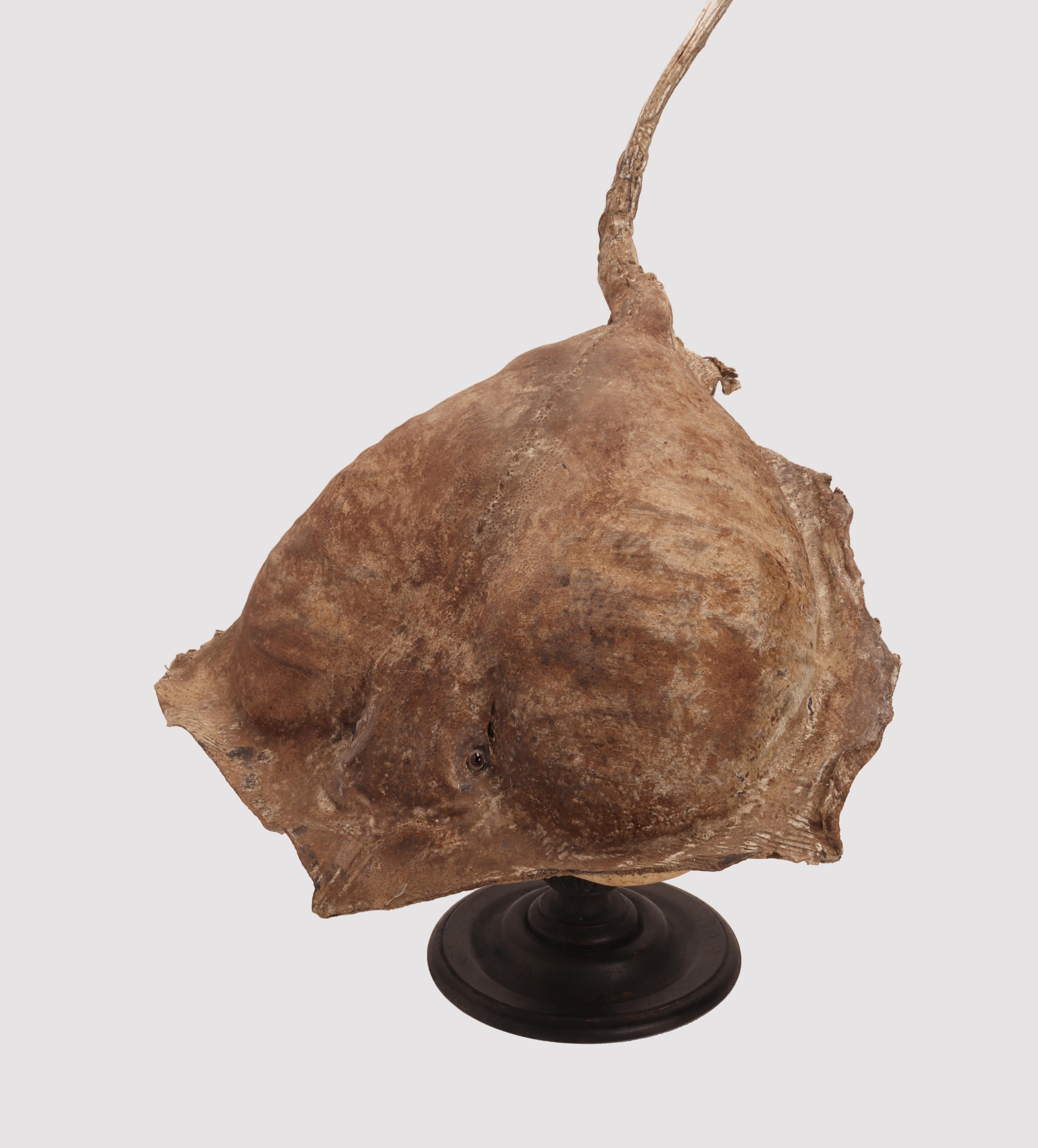 Italian A Marine Specimen a big Stingray Fish, Italy 1880 For Sale