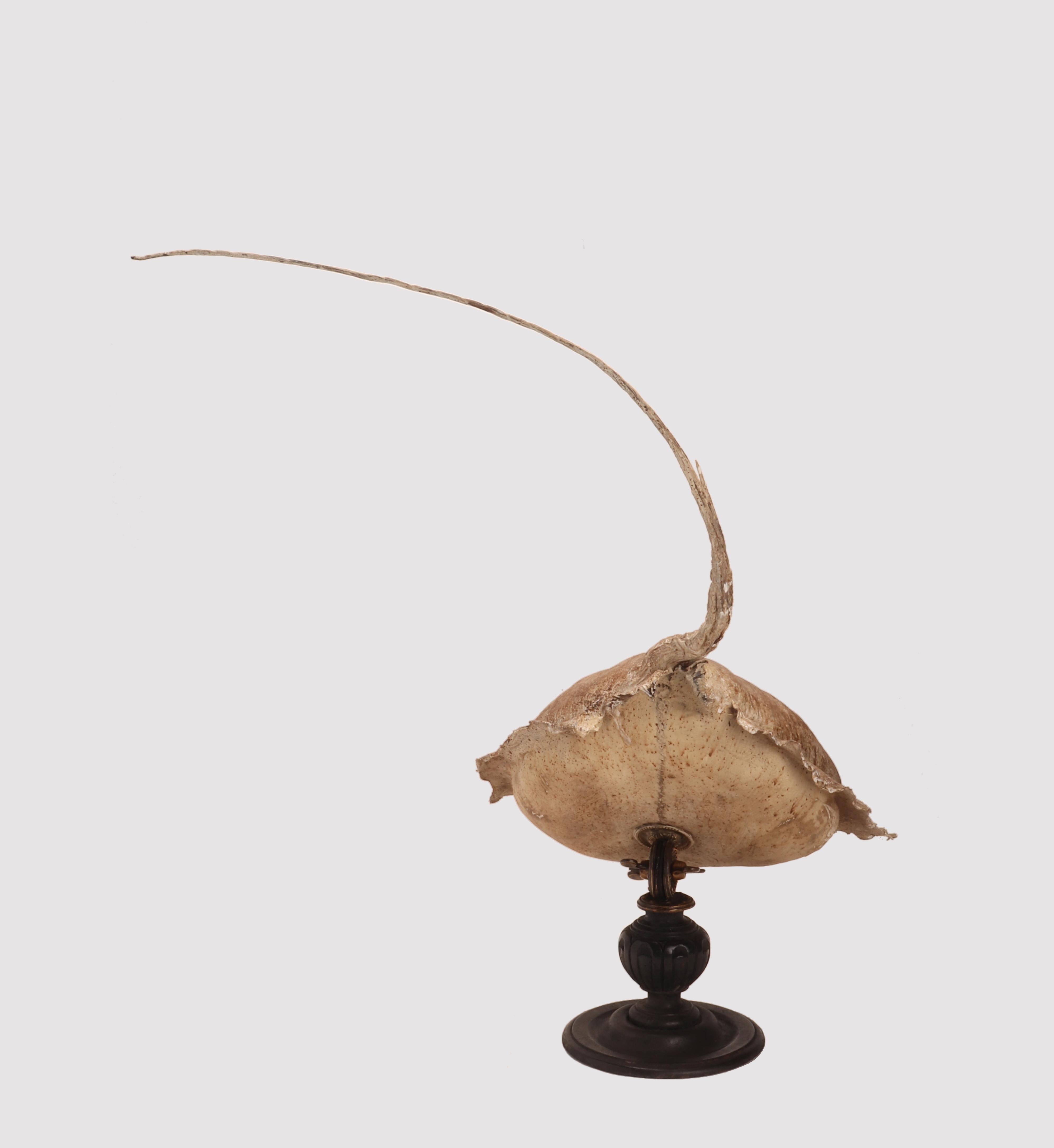 A Marine Specimen a big Stingray Fish, Italy 1880 In Excellent Condition For Sale In Milan, IT