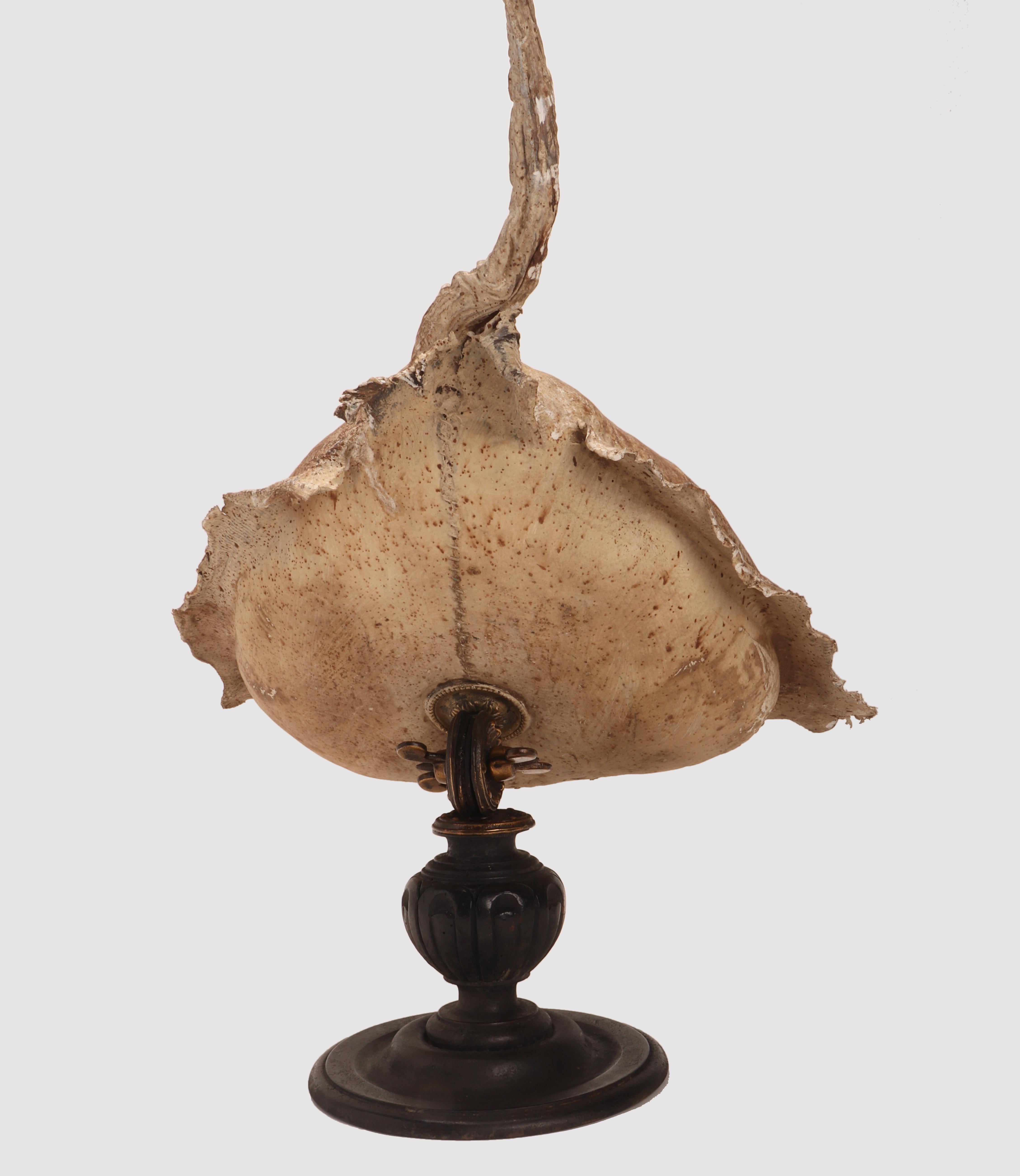 Late 19th Century A Marine Specimen a big Stingray Fish, Italy 1880 For Sale