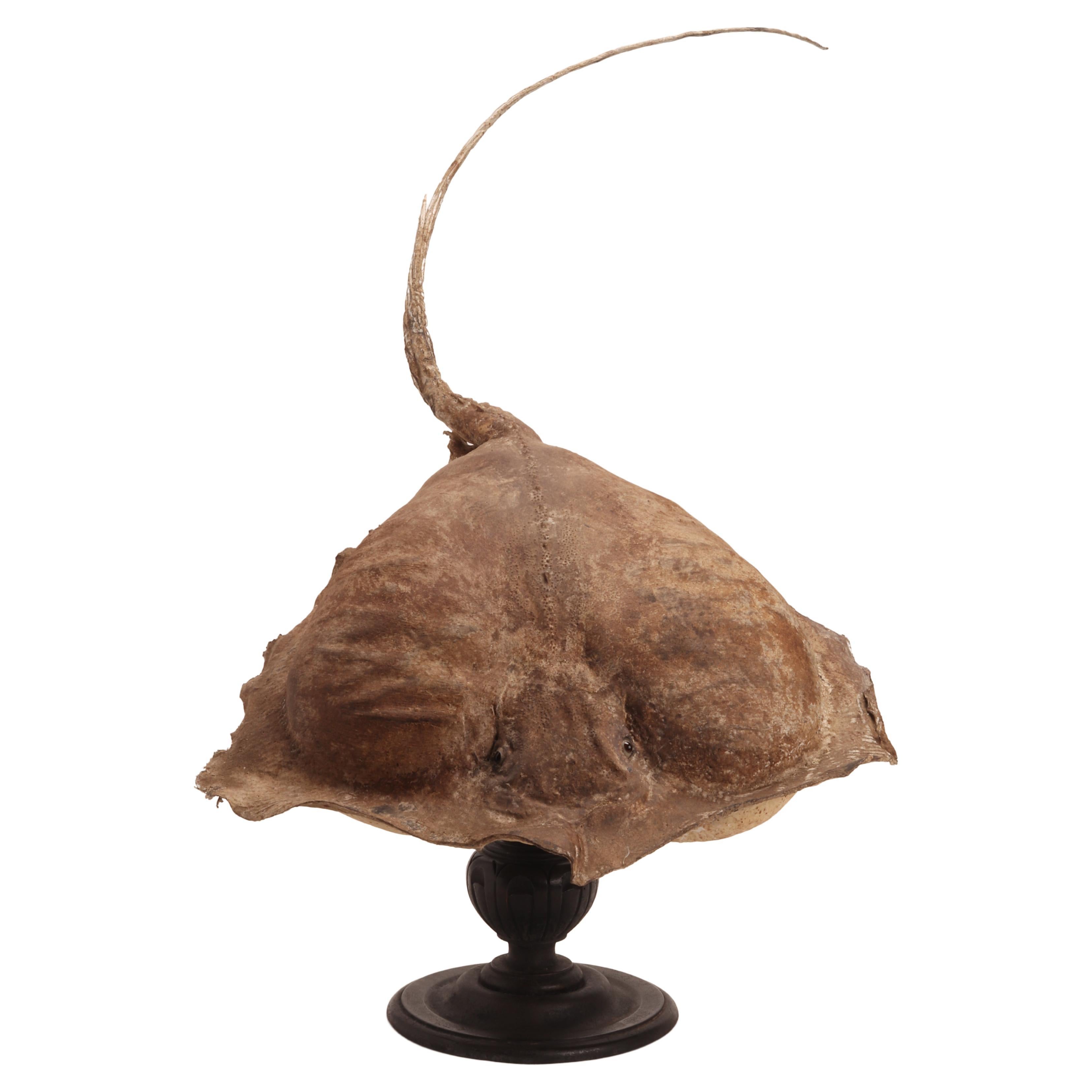 A Marine Specimen a big Stingray Fish, Italy 1880 For Sale