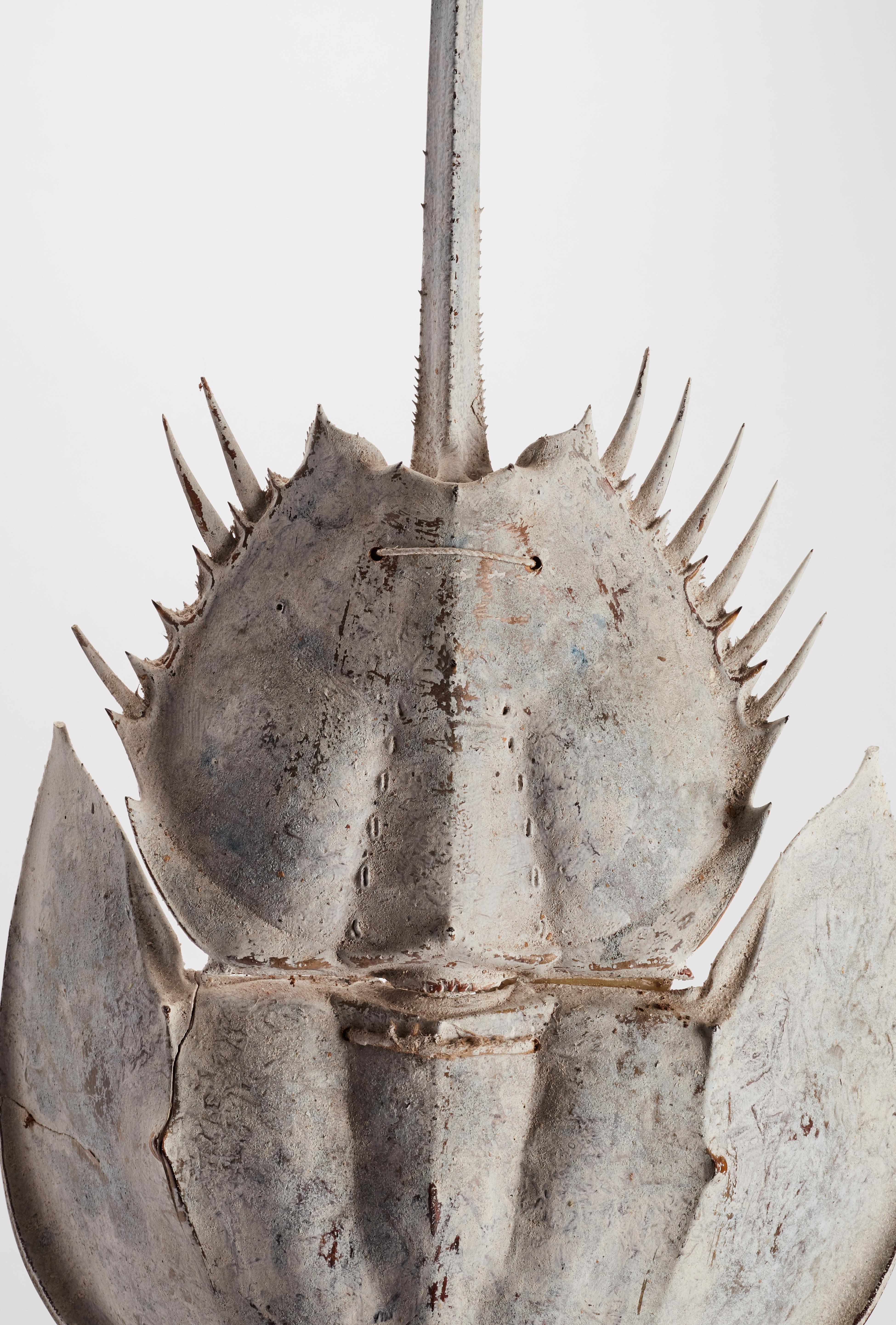Late 19th Century A Marine Specimen a Horse Shoe Crab, Italy, 1870