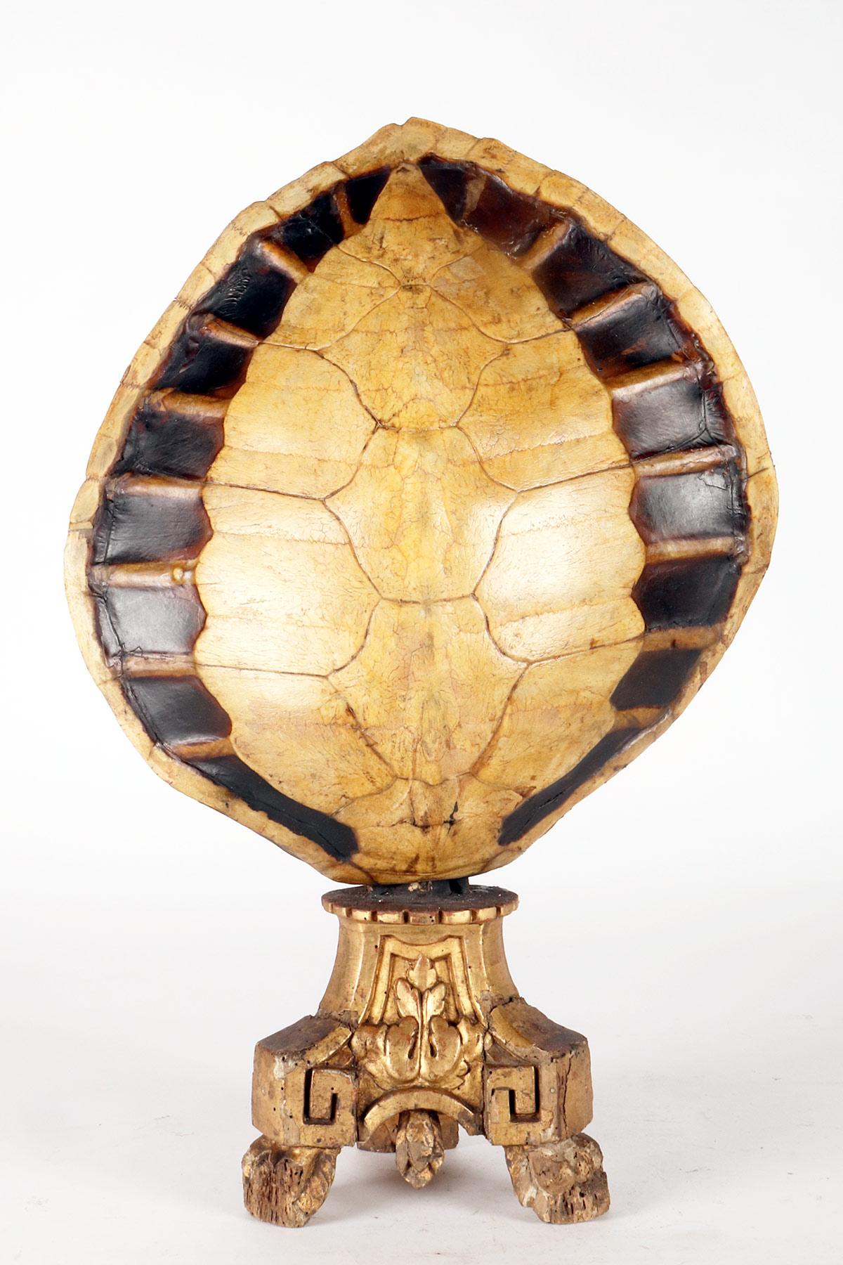 A marine specimen: a pair of sea turtle carapace, Italy 1850.  For Sale 4