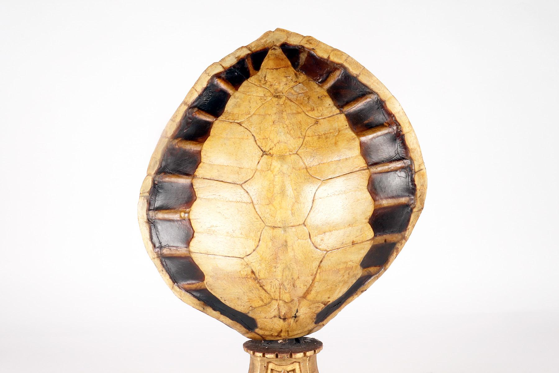 A marine specimen: a pair of sea turtle carapace, Italy 1850.  For Sale 5