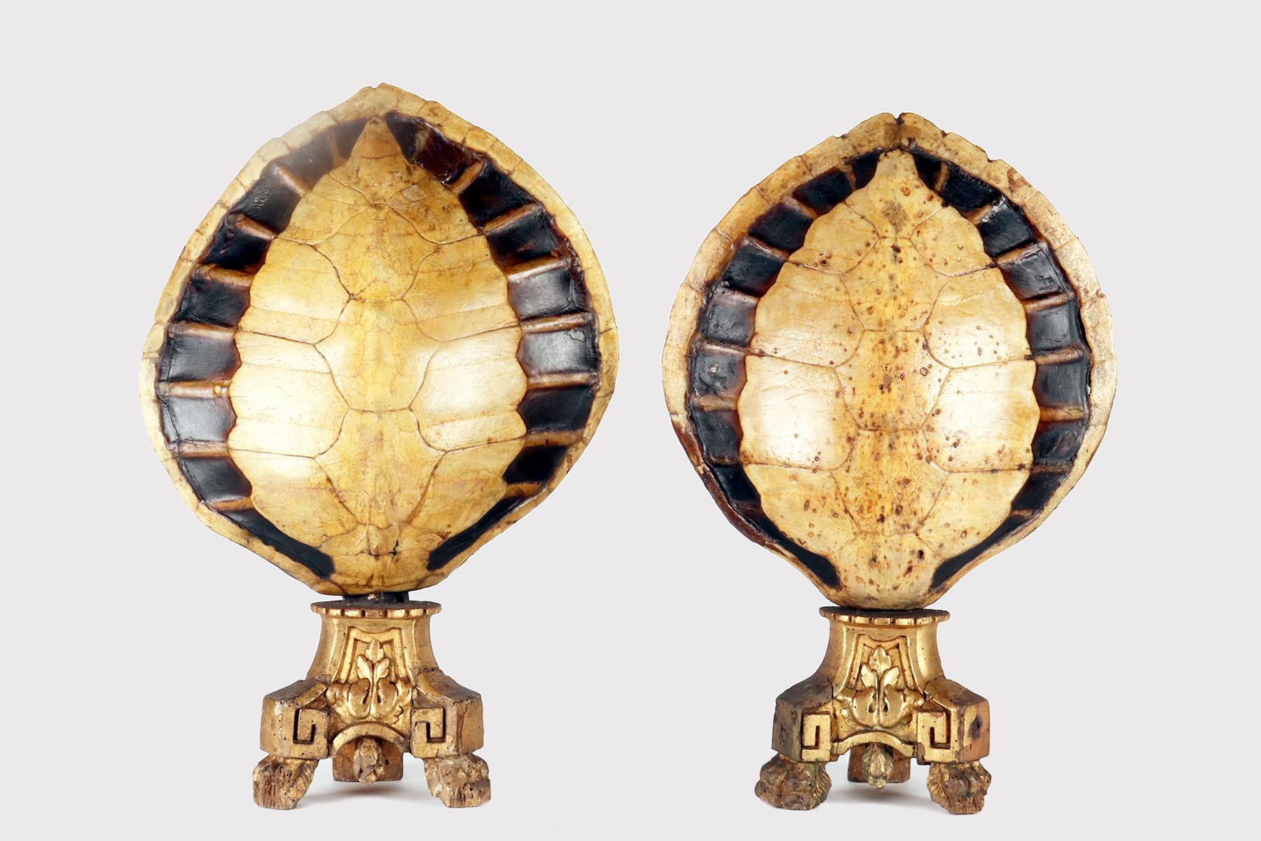 A wunderkammer marine specimen: an ancient pair of shells or carapaces of a hawksbill sea turtle (Eretmochelys Imbricata Linnaeus, 1766), the structure in bone and cartilage, originally covered by scales. The specimen is mounted on carved and gilded