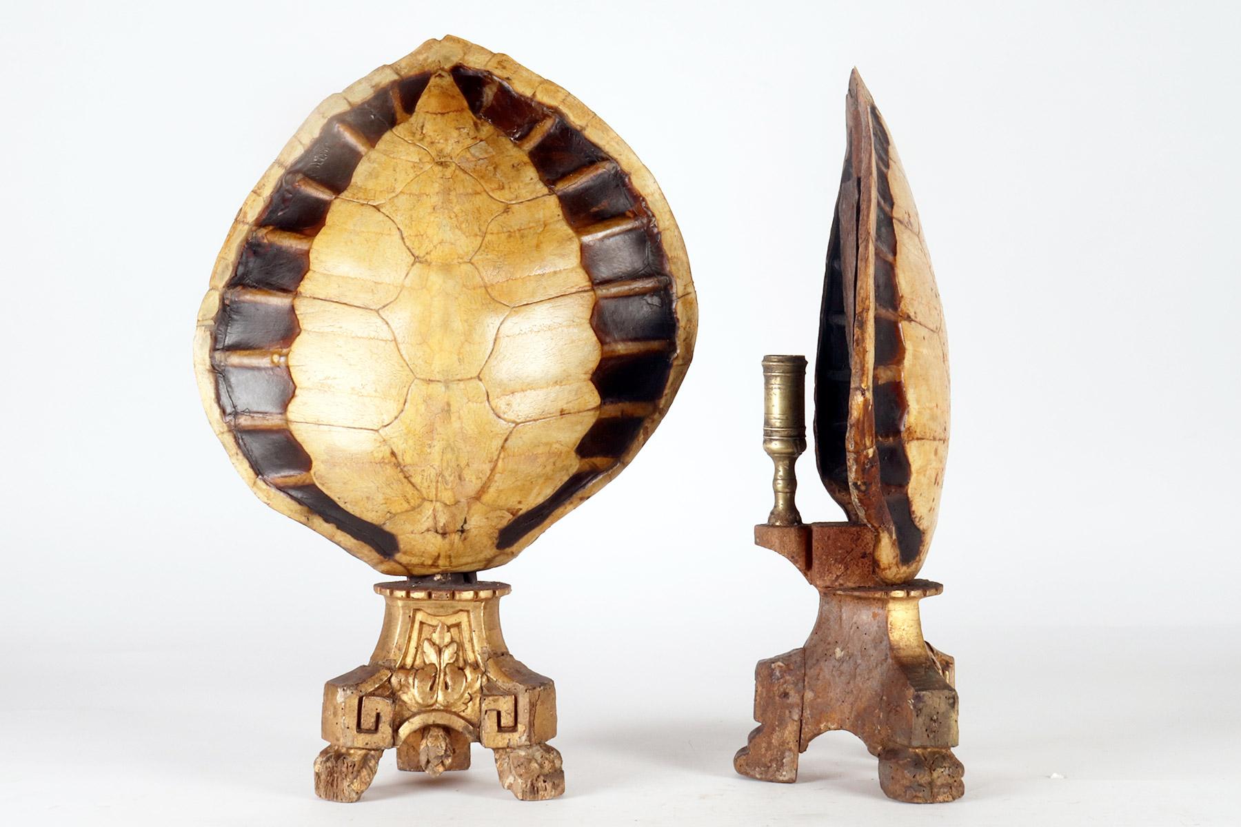 Italian A marine specimen: a pair of sea turtle carapace, Italy 1850.  For Sale