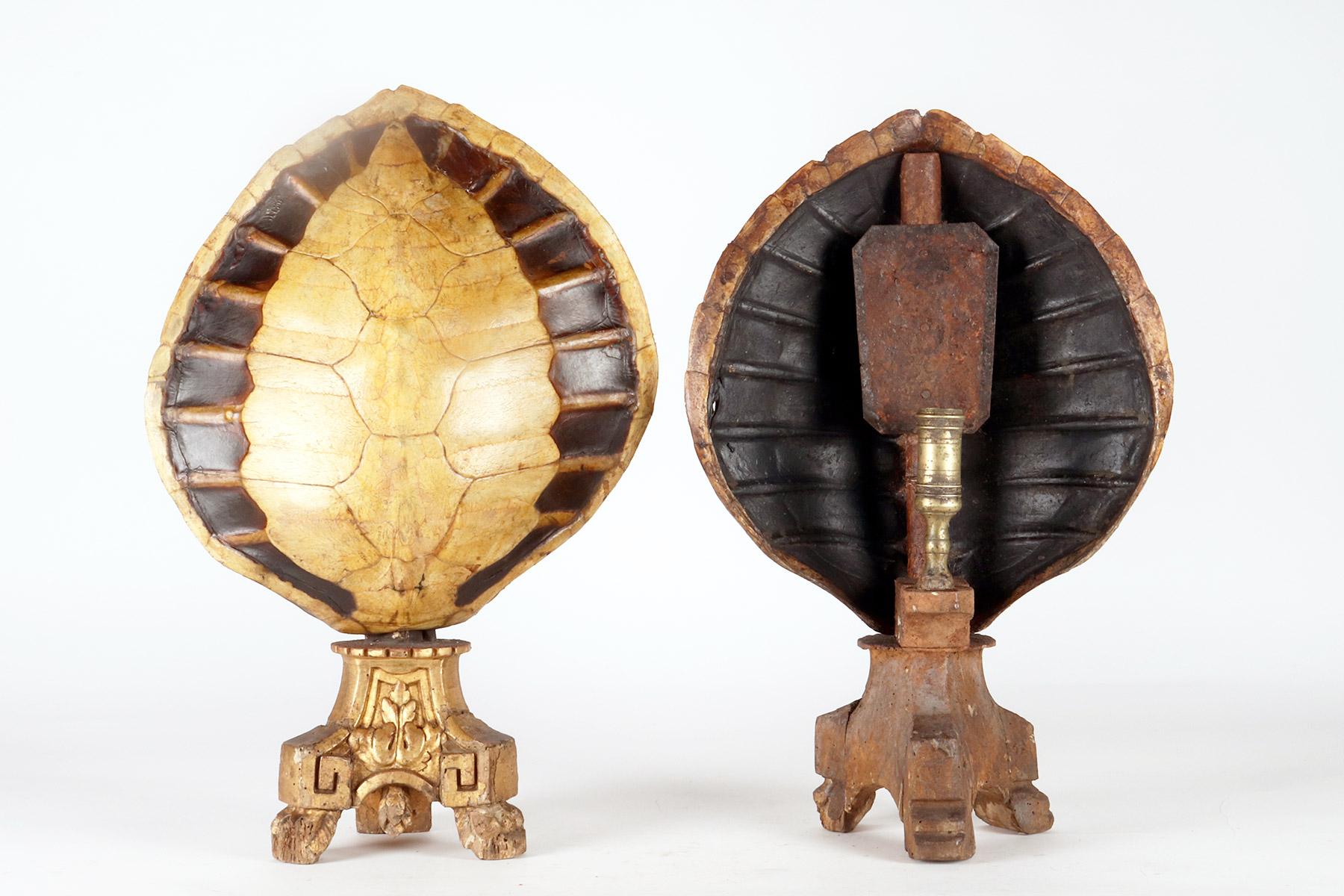 A marine specimen: a pair of sea turtle carapace, Italy 1850.  In Good Condition For Sale In Milan, IT