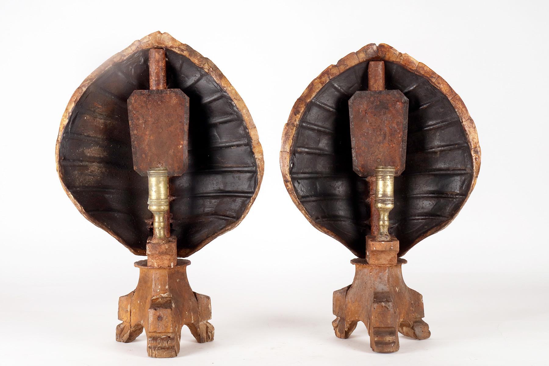 19th Century A marine specimen: a pair of sea turtle carapace, Italy 1850.  For Sale
