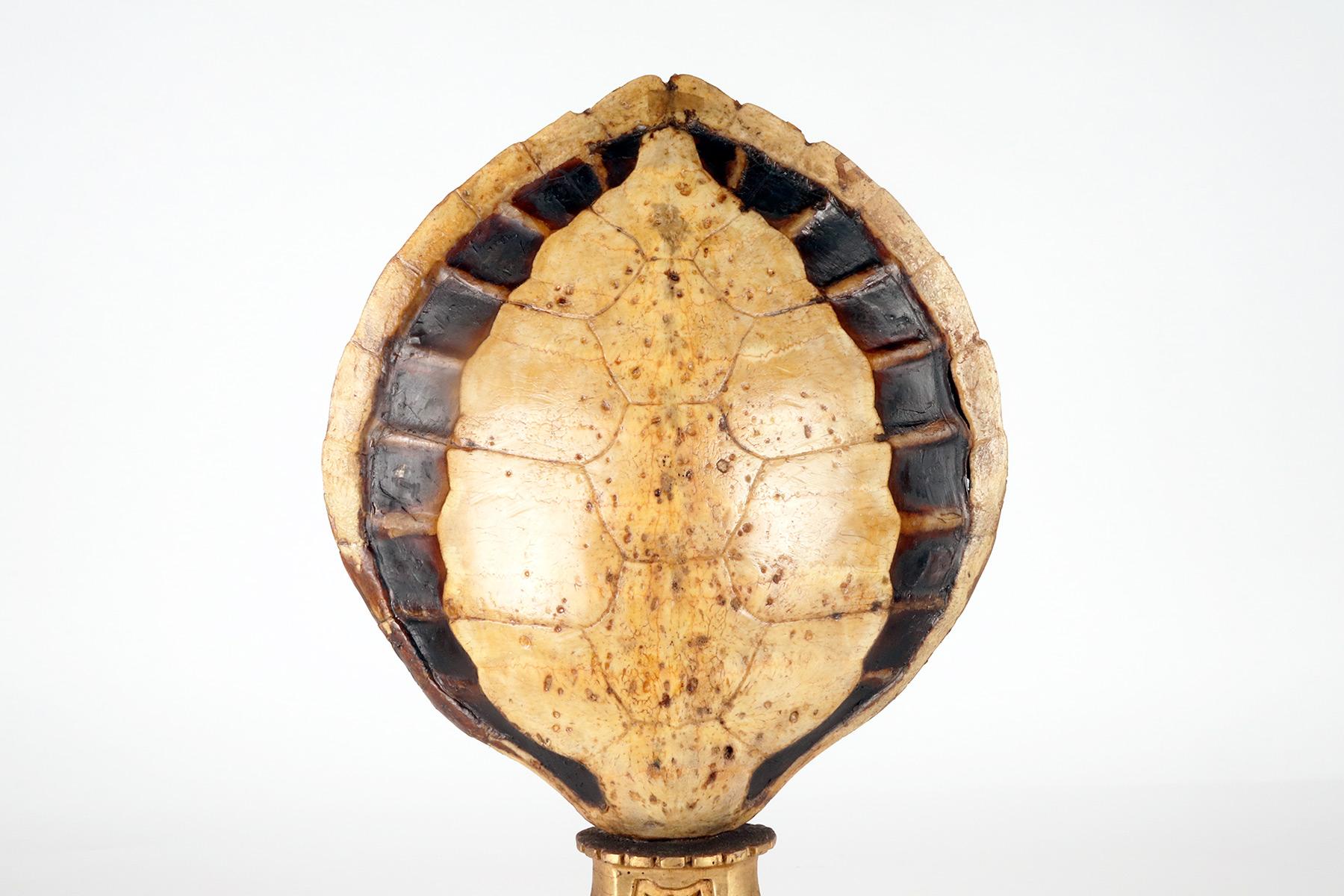 Wood A marine specimen: a pair of sea turtle carapace, Italy 1850.  For Sale