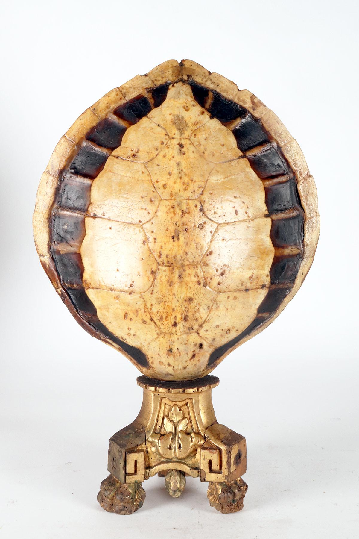 A marine specimen: a pair of sea turtle carapace, Italy 1850.  For Sale 1