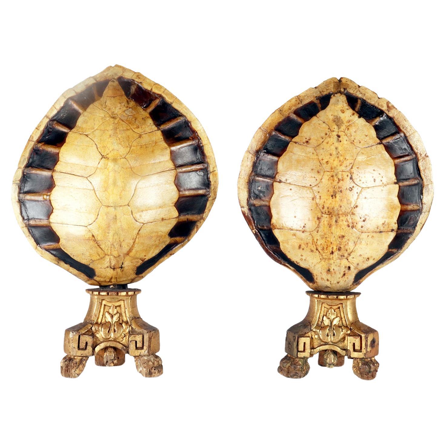 A marine specimen: a pair of sea turtle carapace, Italy 1850.  For Sale