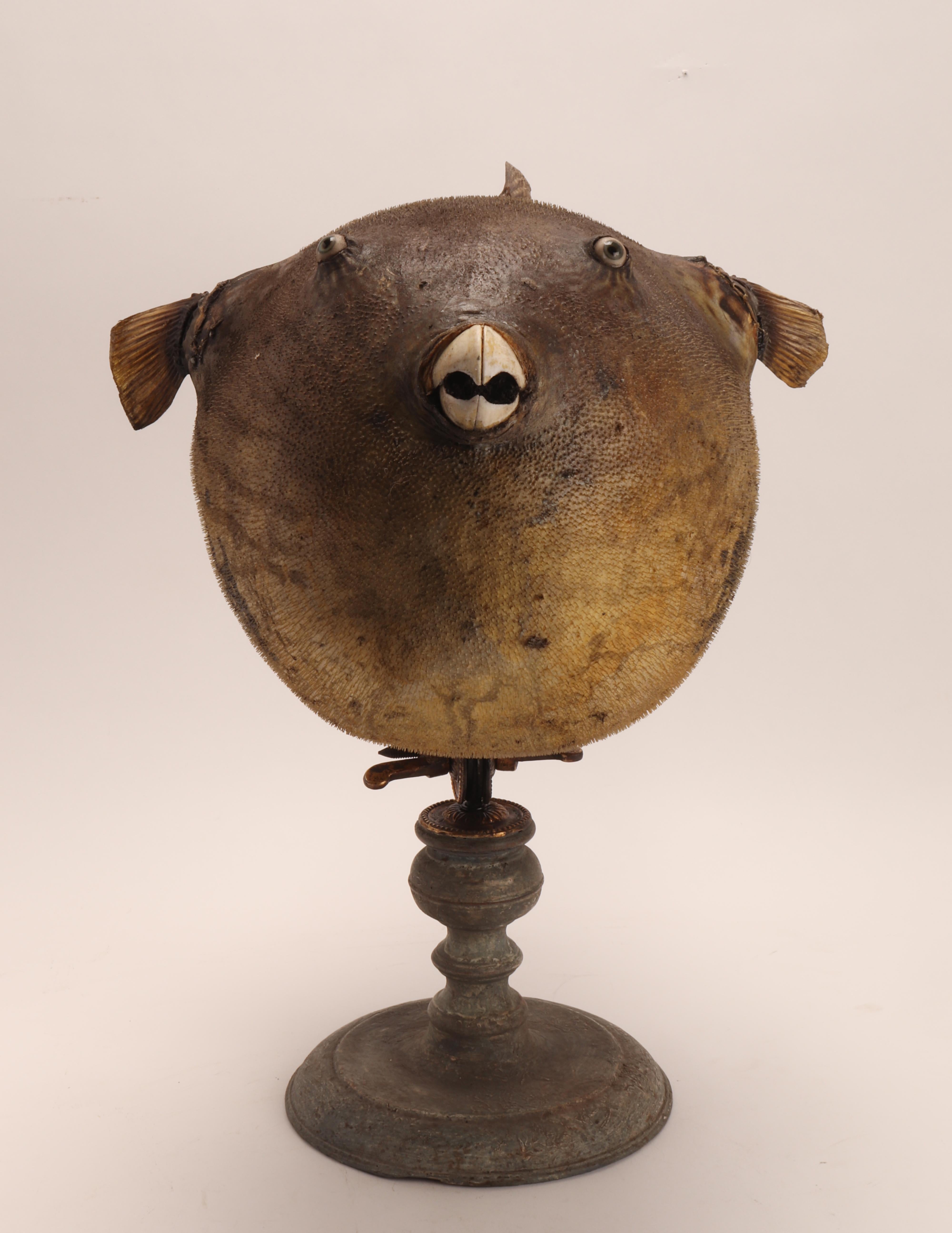 Taxidermy marine natural Wunderkammer specimen, the common Puffer fish Tetradontidae. The Specimen is stuffed and mounted over a base that rotates 360 degrees on its own axis and tilts and locked with a double-wing brass hinge. The rotating base is